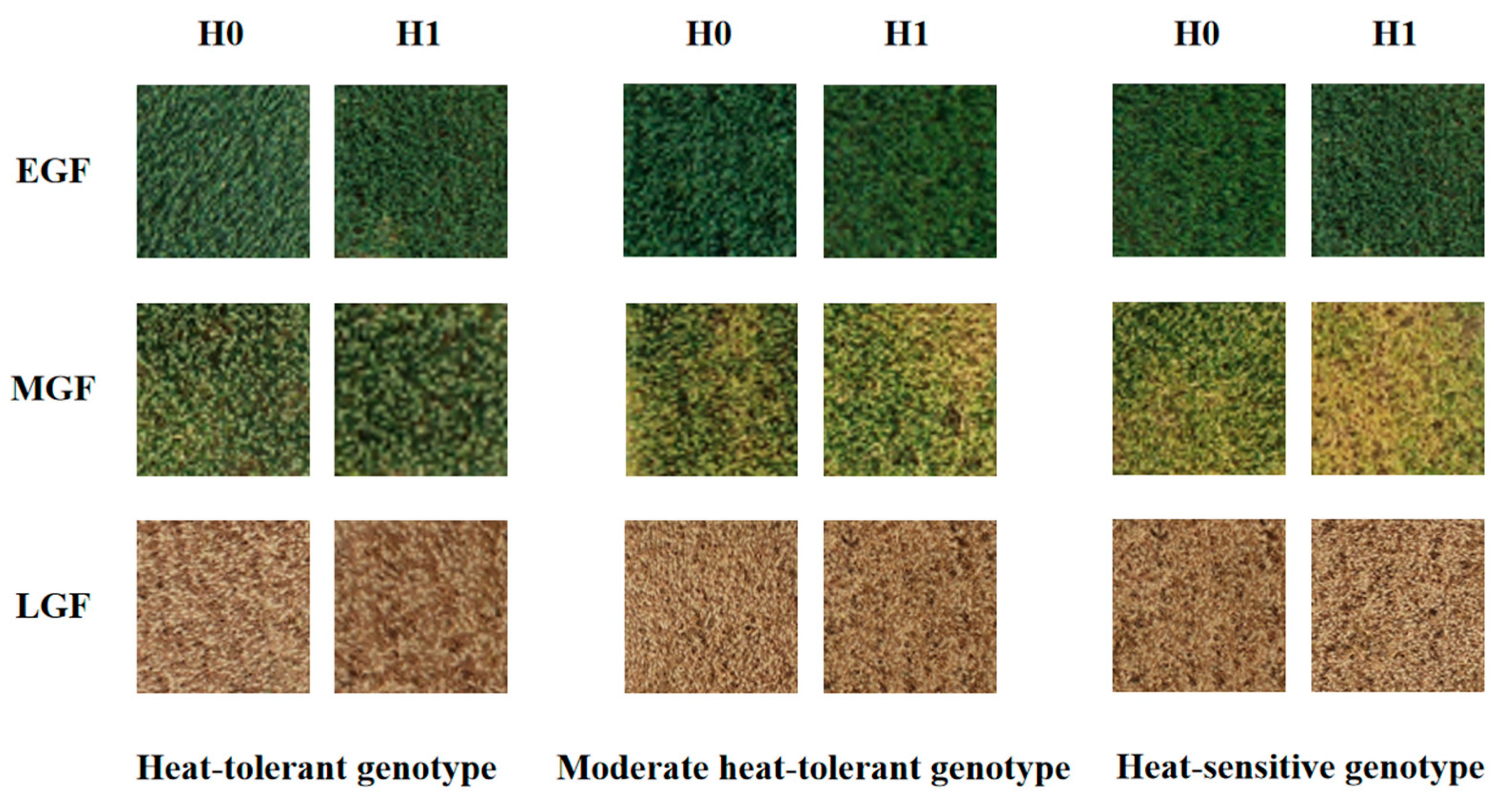 Agronomy 14 01694 g007