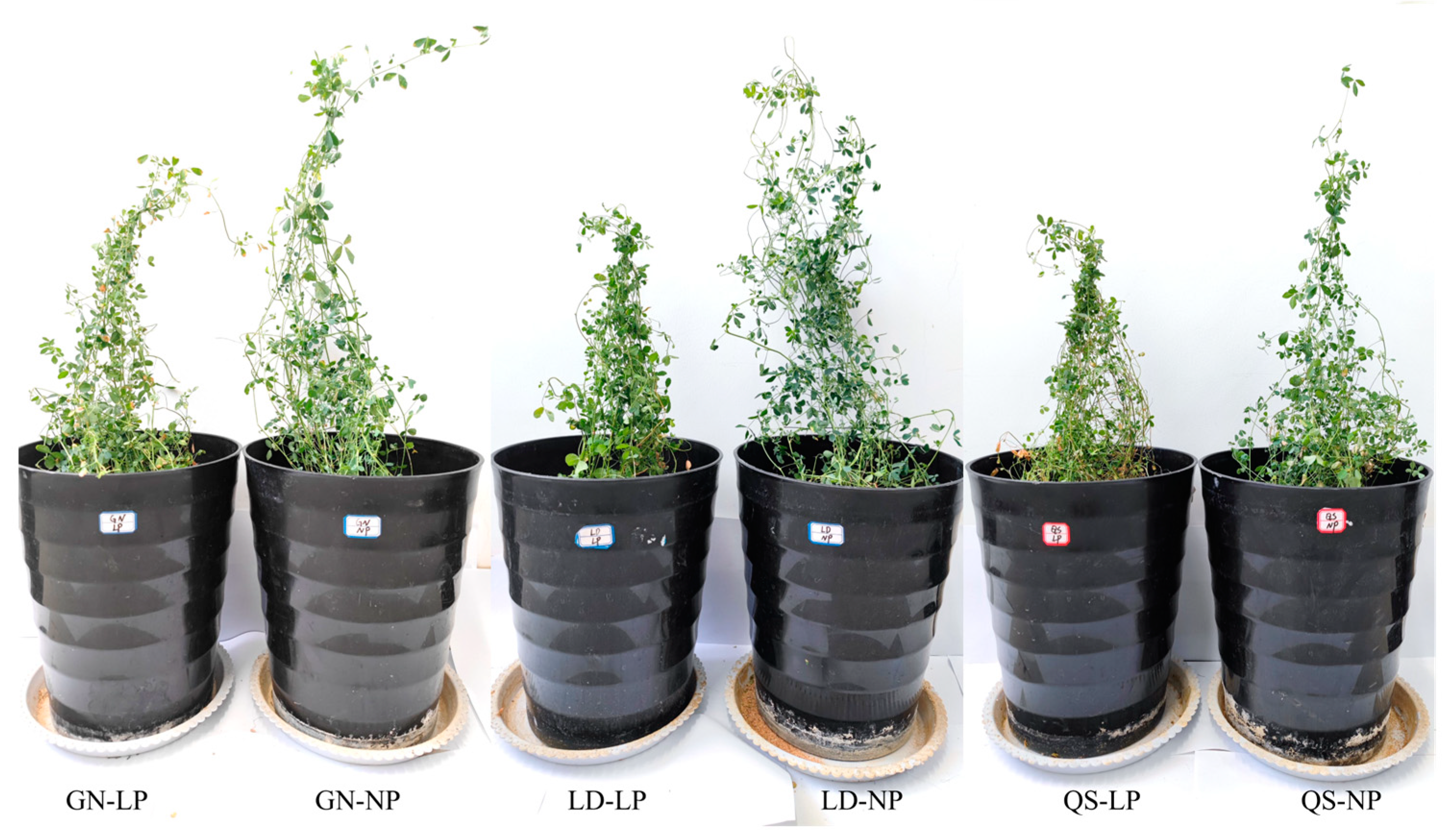 Agronomy 14 01697 g001