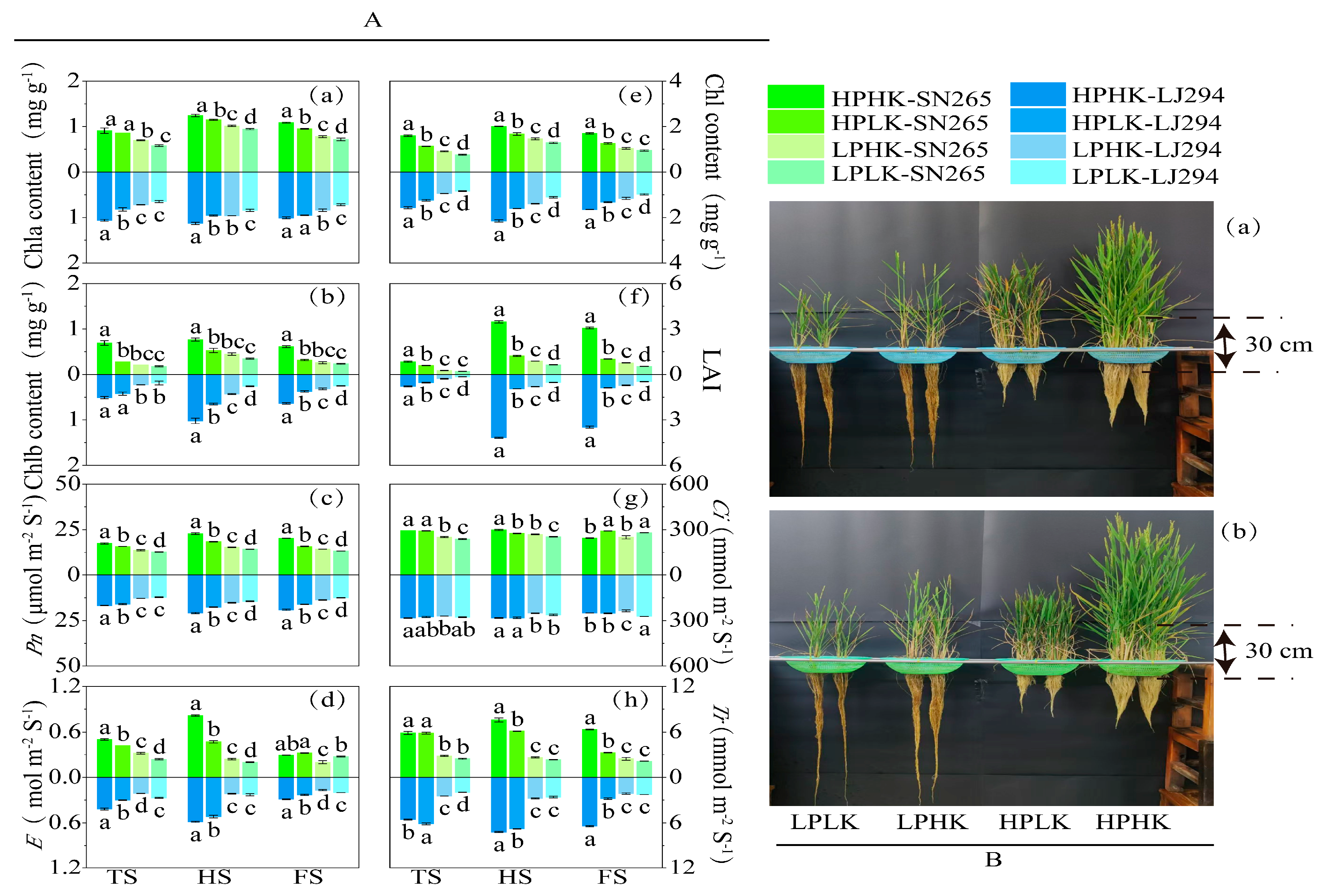 Agronomy 14 01726 g001