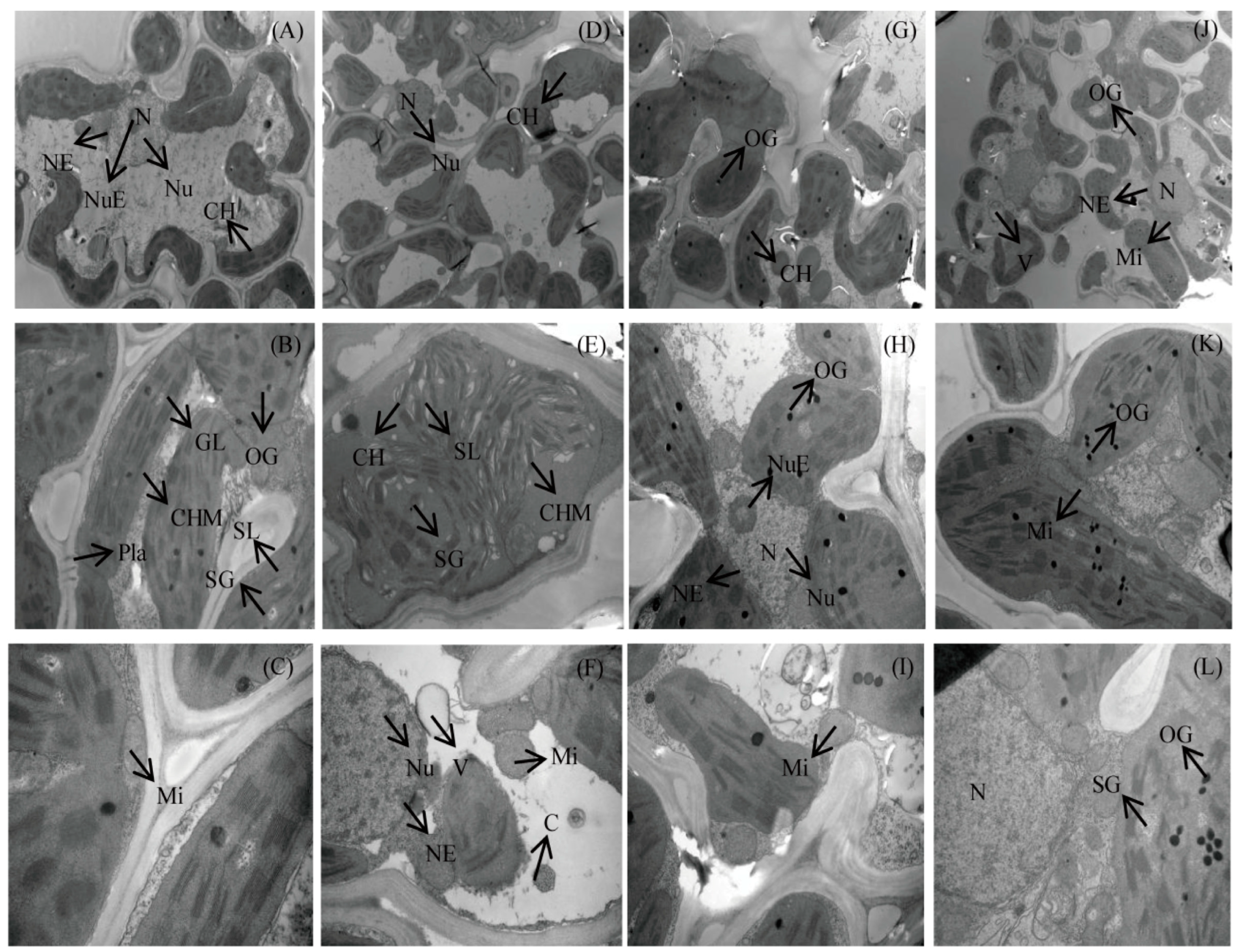 Agronomy 14 01726 g002