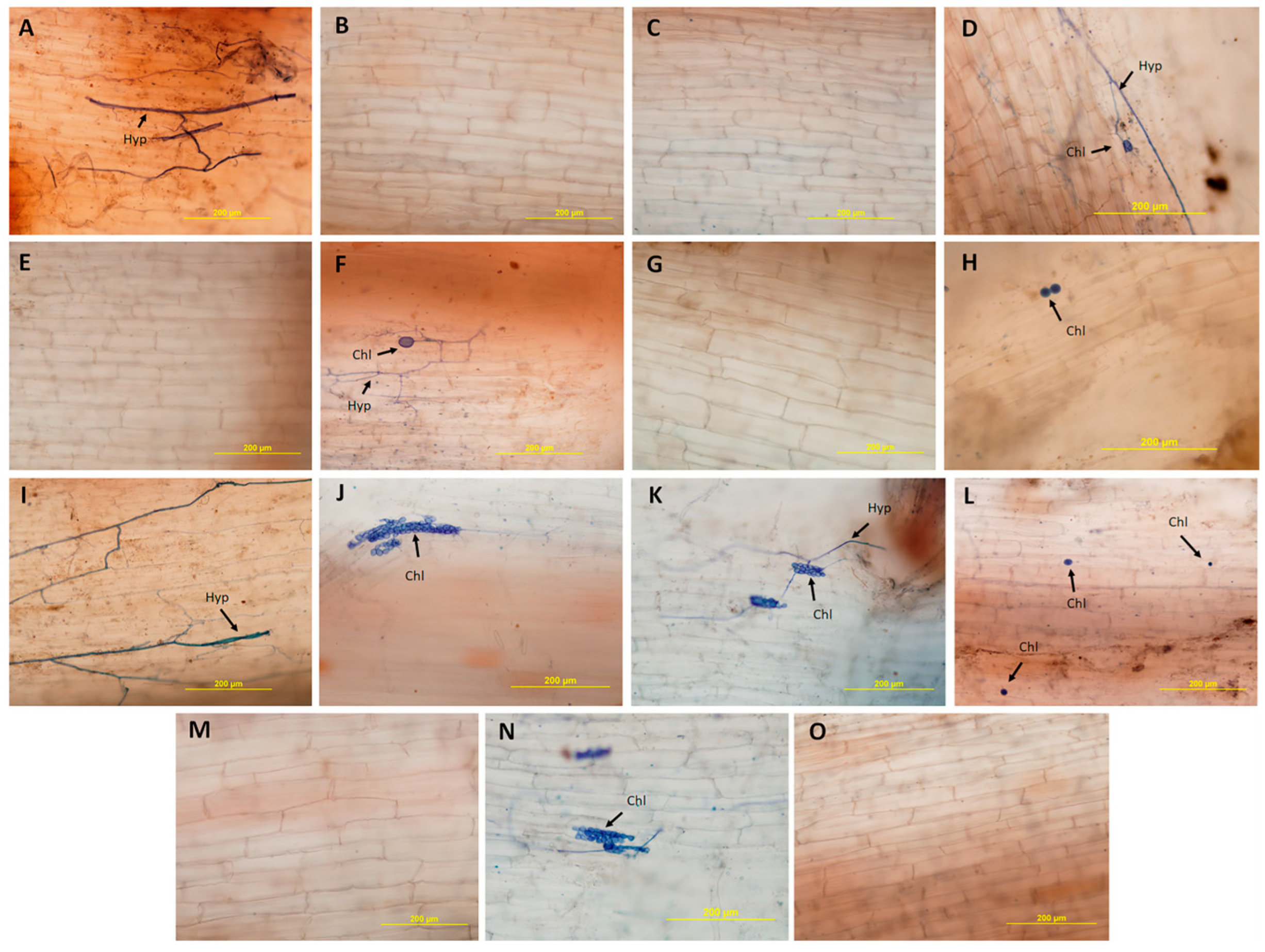 Agronomy 14 01740 g005