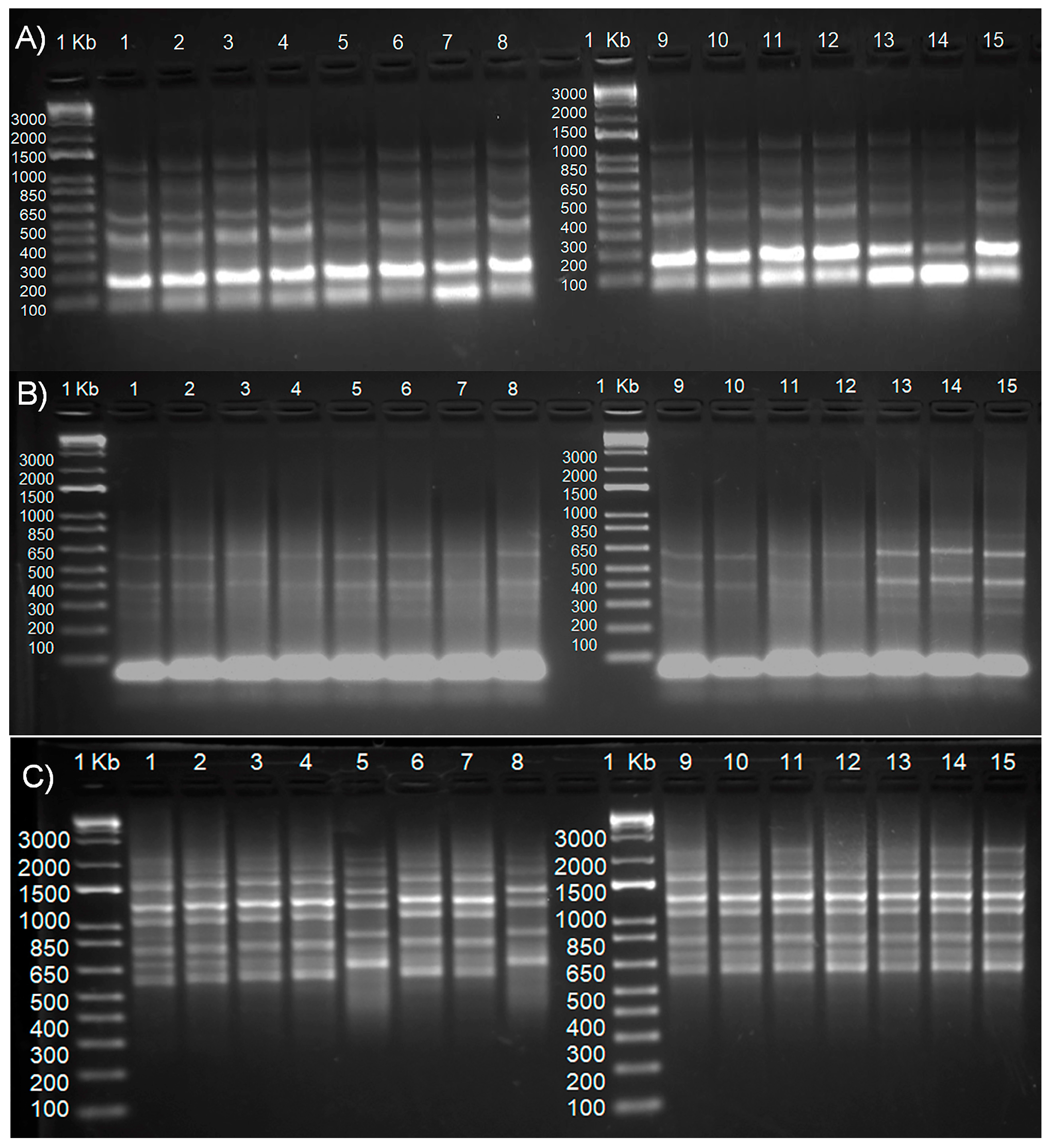 Agronomy 14 01740 g006