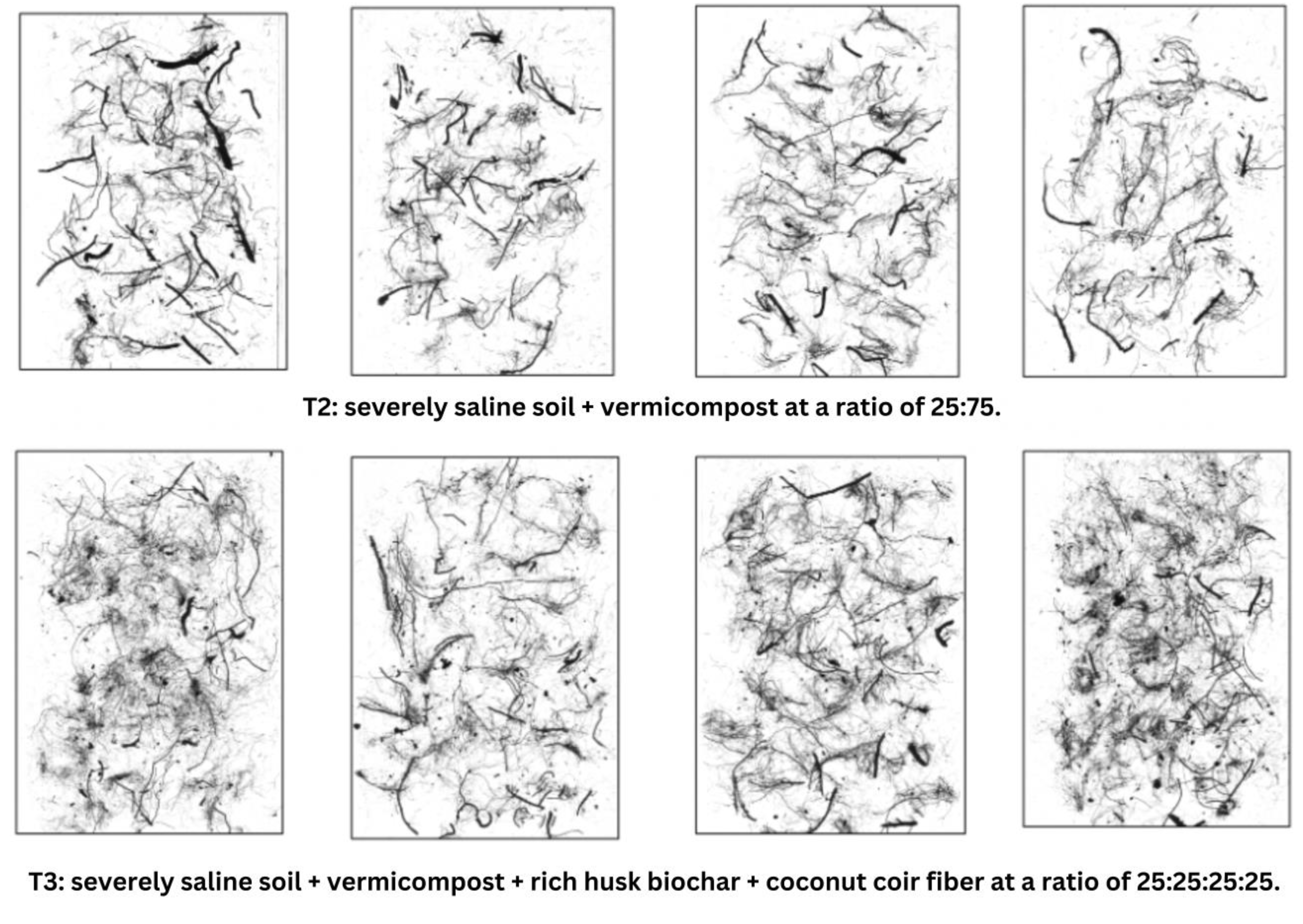 Agronomy 14 01745 g008 Agronomy 14 01745 g008
