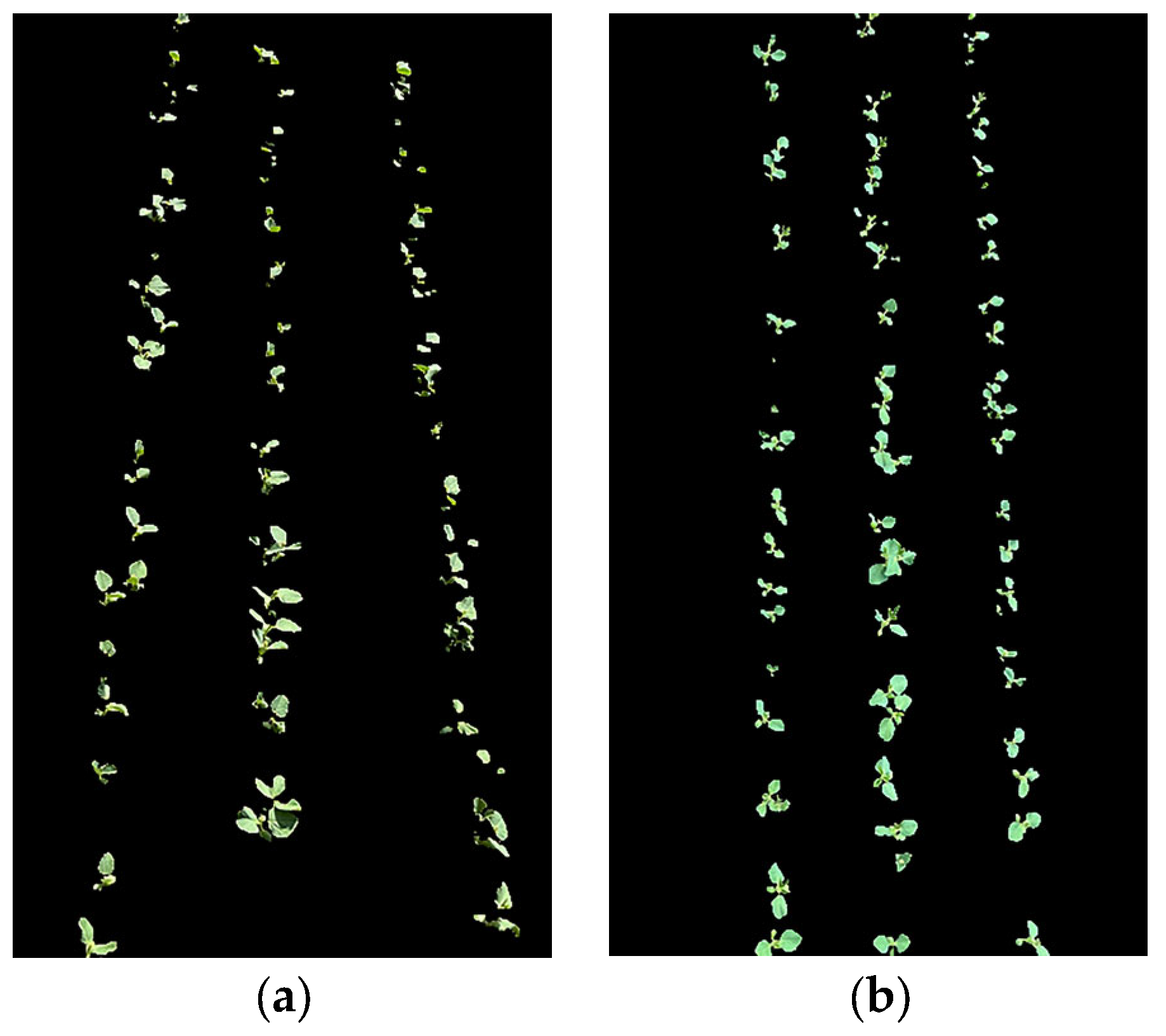 Agronomy 14 01749 g004