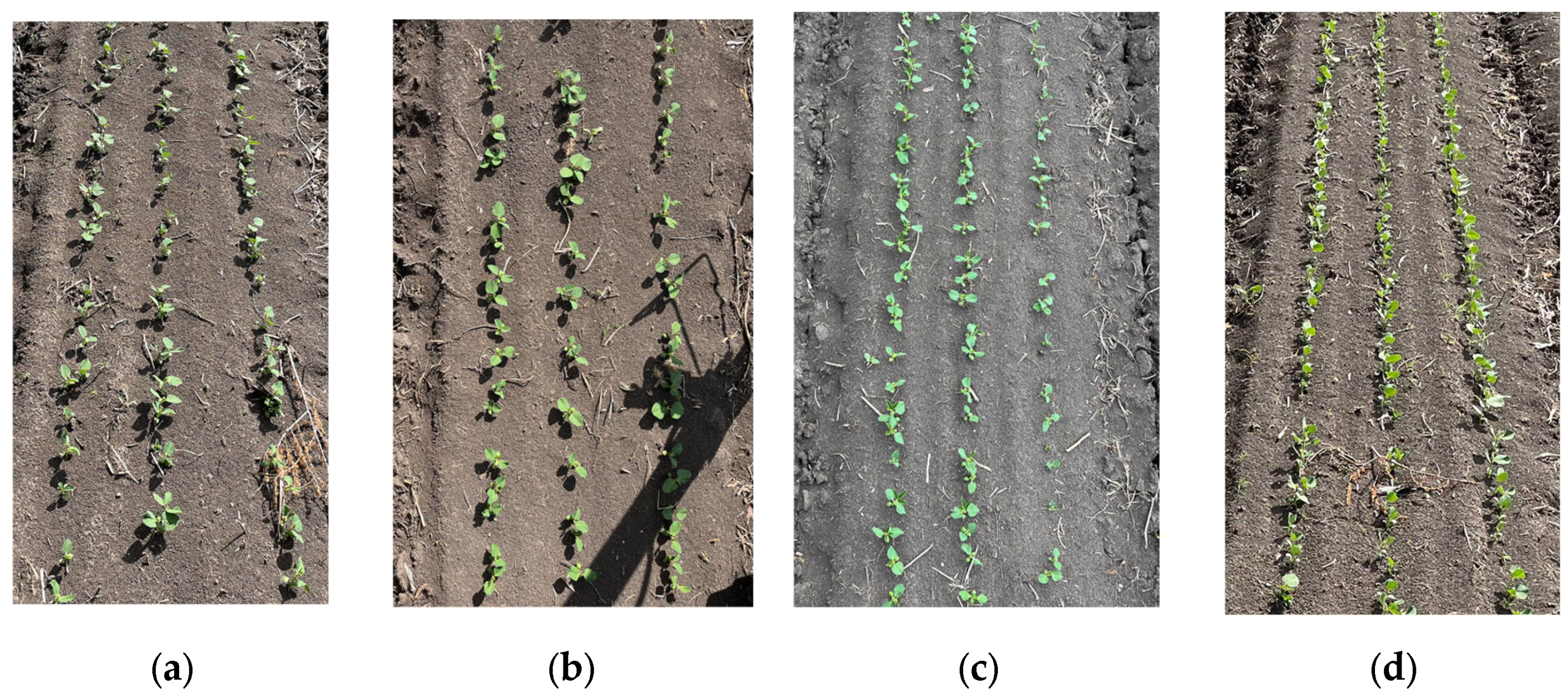 Agronomy 14 01749 g009