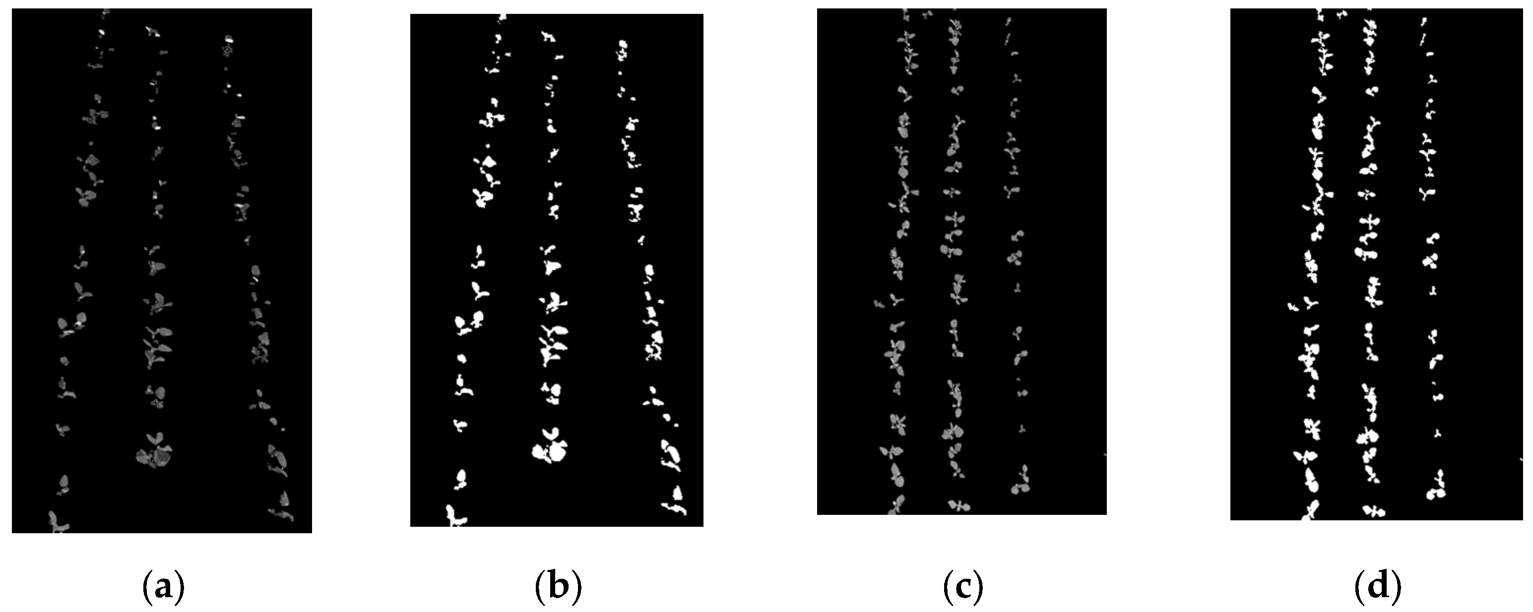 Agronomy 14 01749 g010