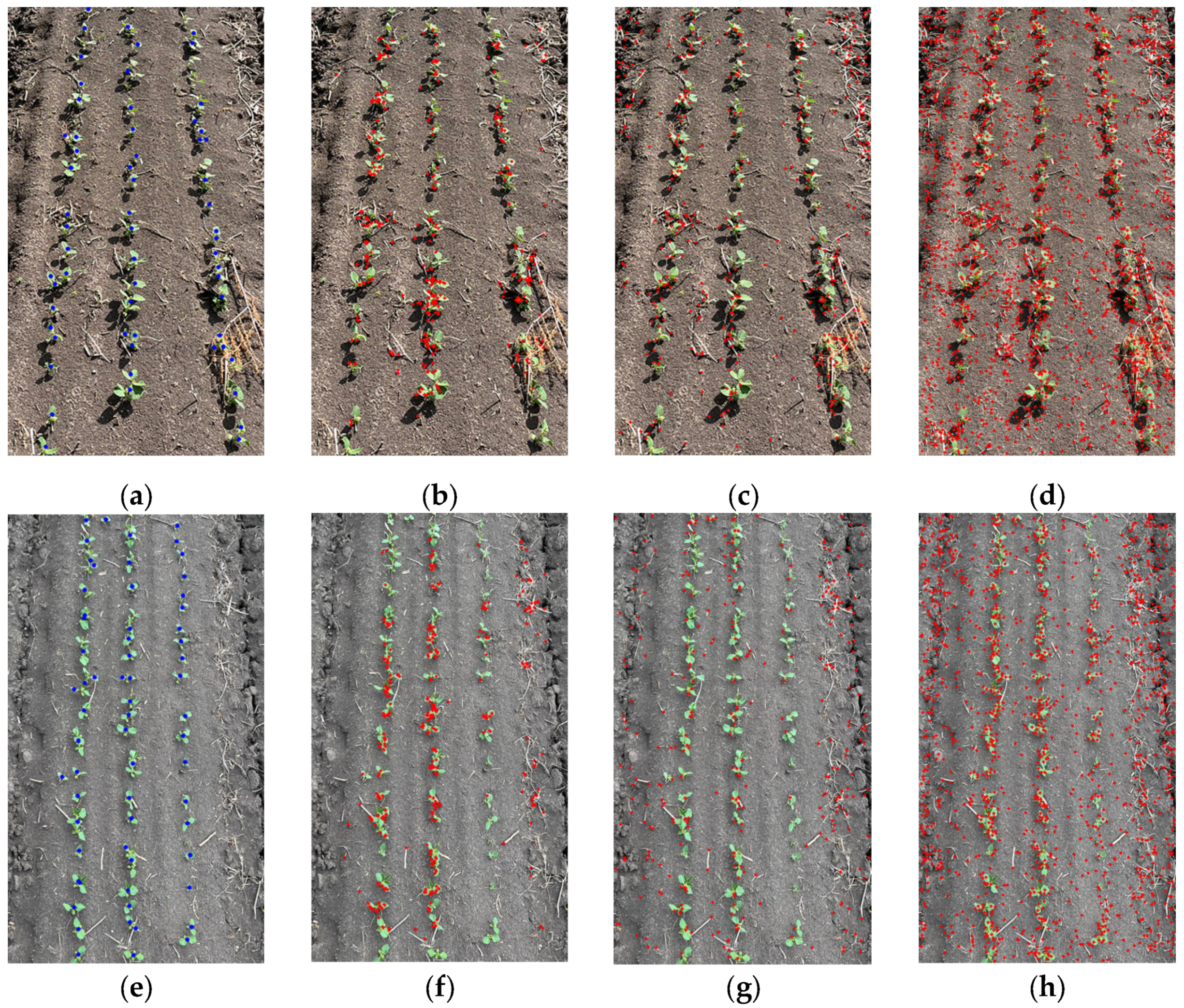 Agronomy 14 01749 g011