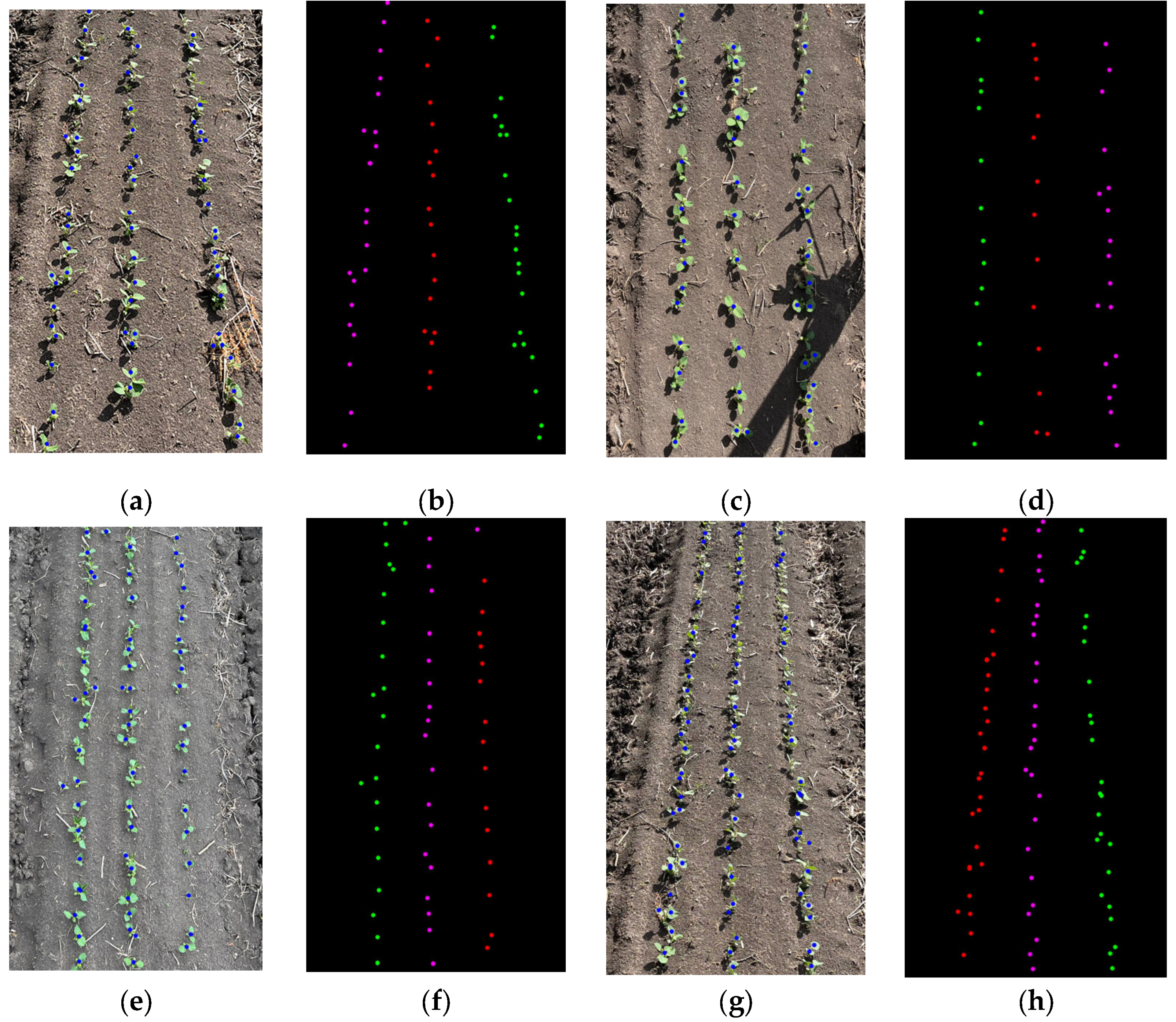 Agronomy 14 01749 g012