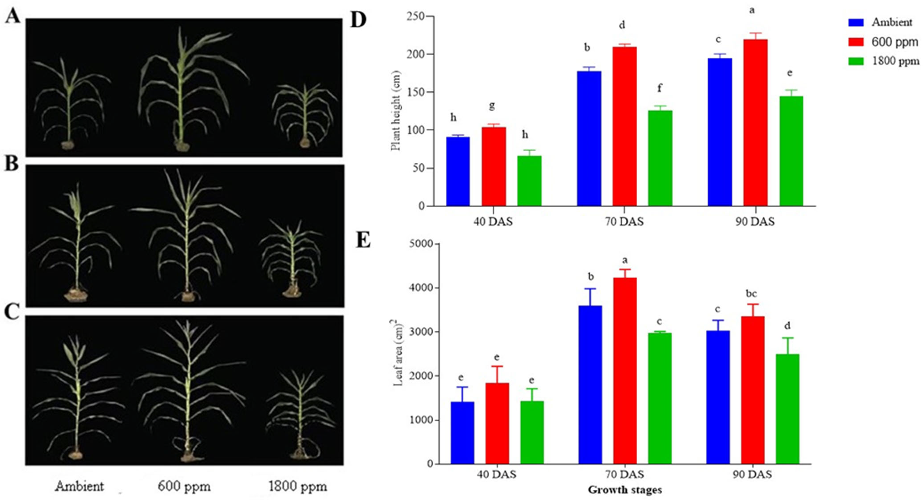 Agronomy 14 01751 g002 Agronomy 14 01751 g002