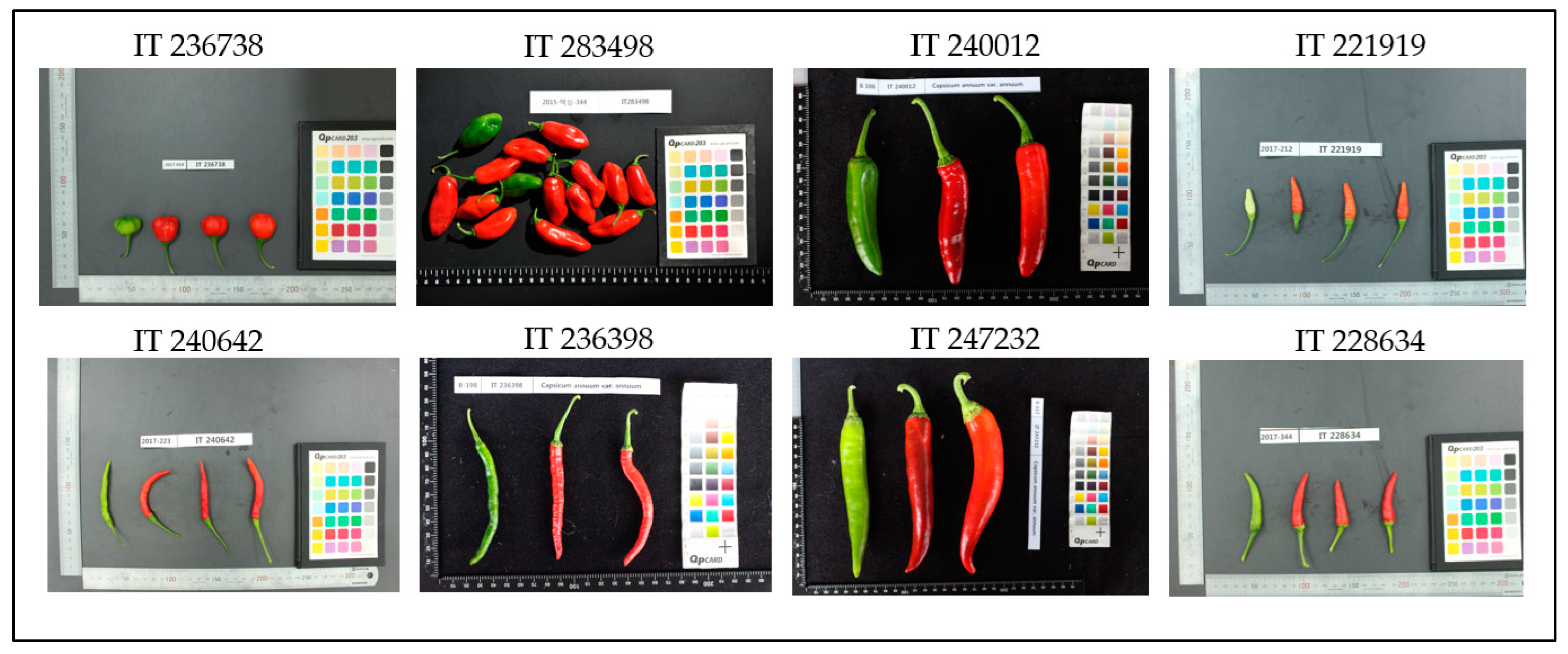 Agronomy 14 01753 g003 Agronomy 14 01753 g003