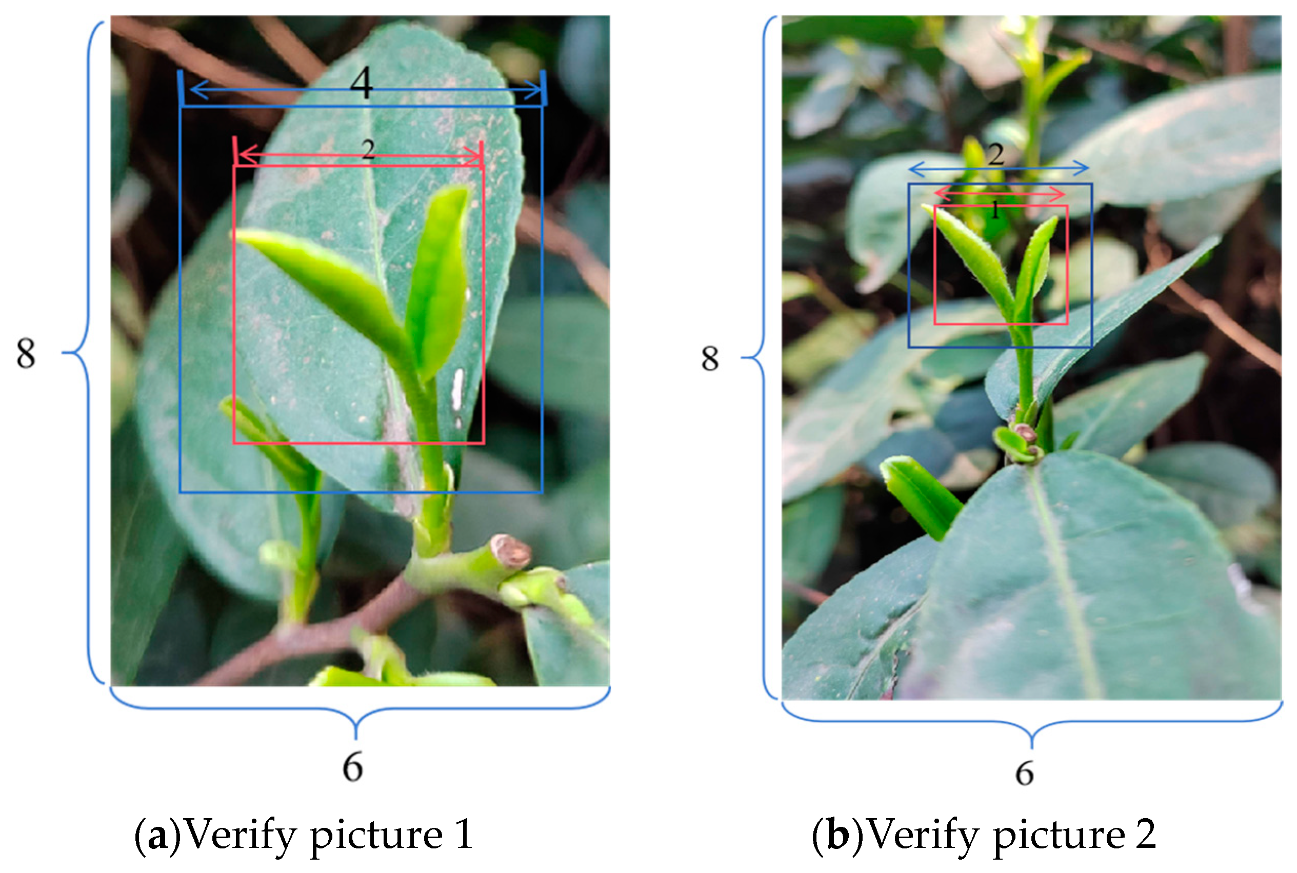 Agronomy 14 01800 g005
