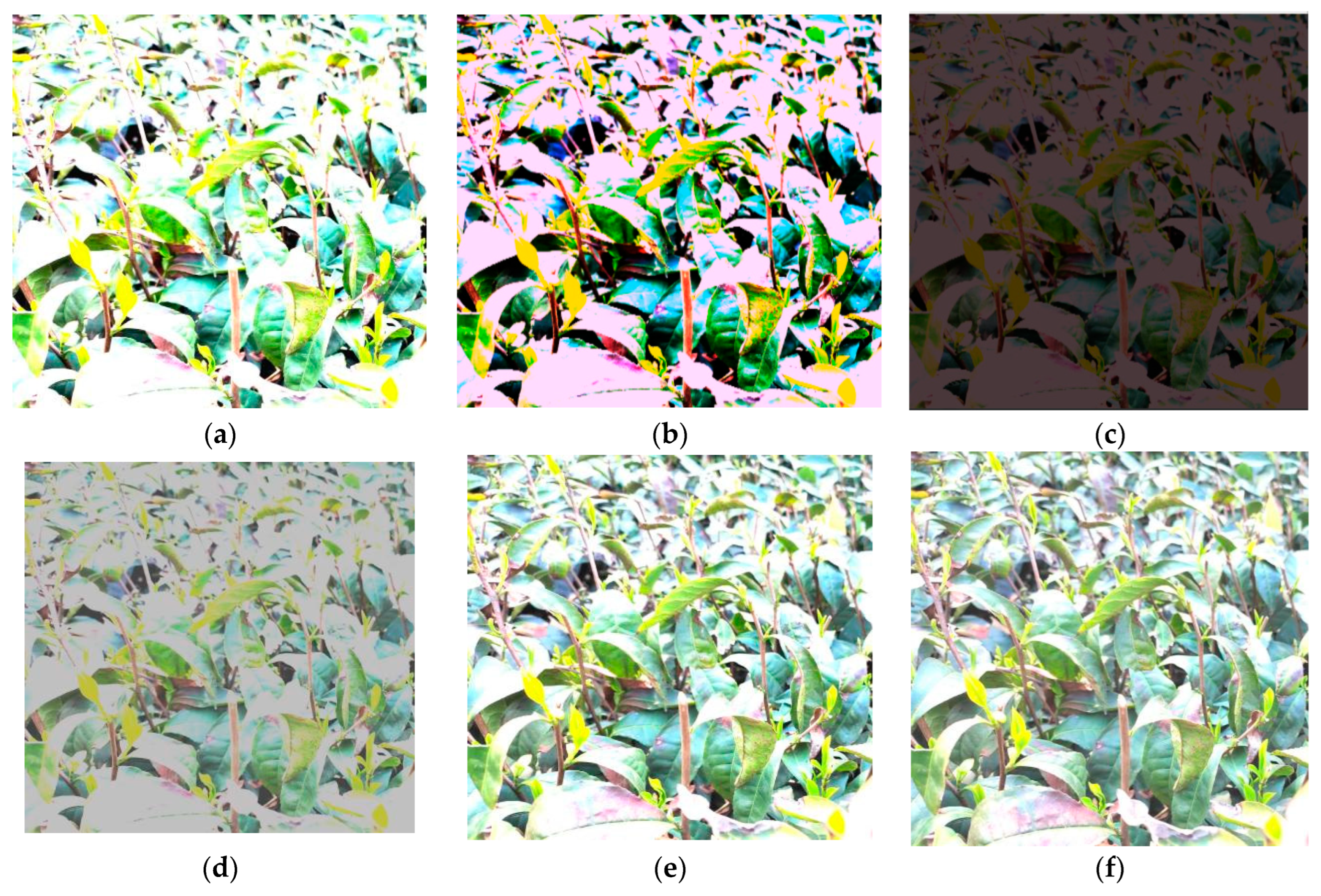 Agronomy 14 01800 g007a