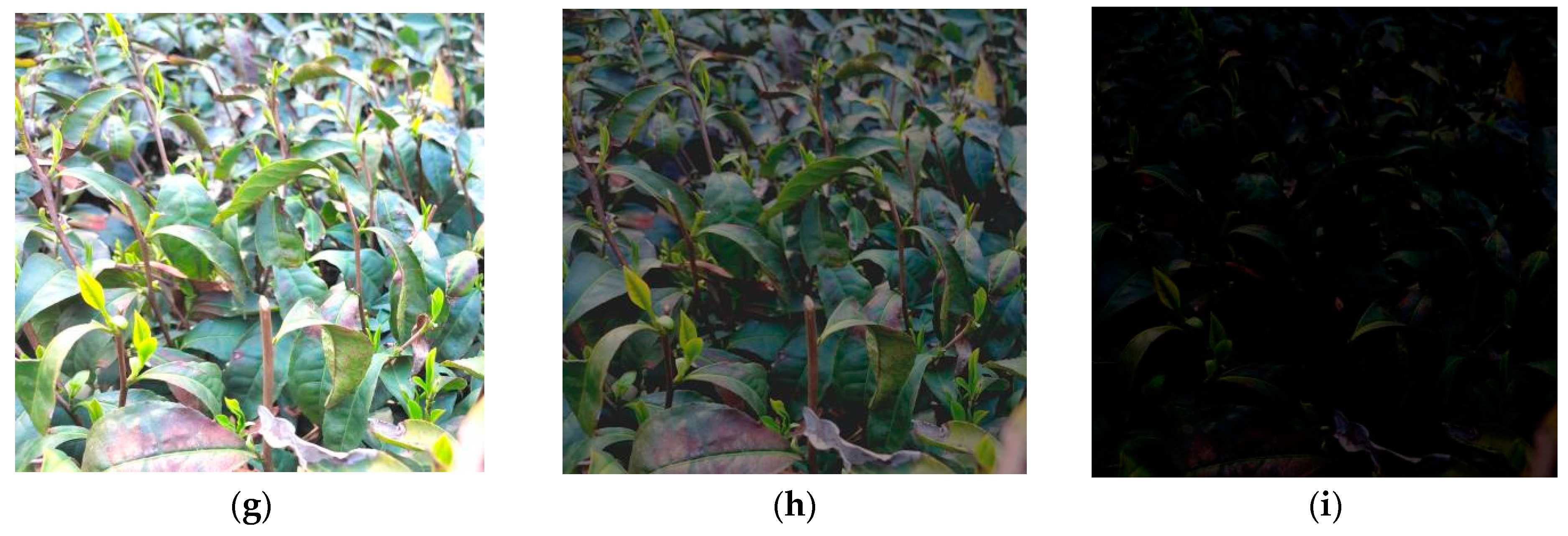 Agronomy 14 01800 g007b