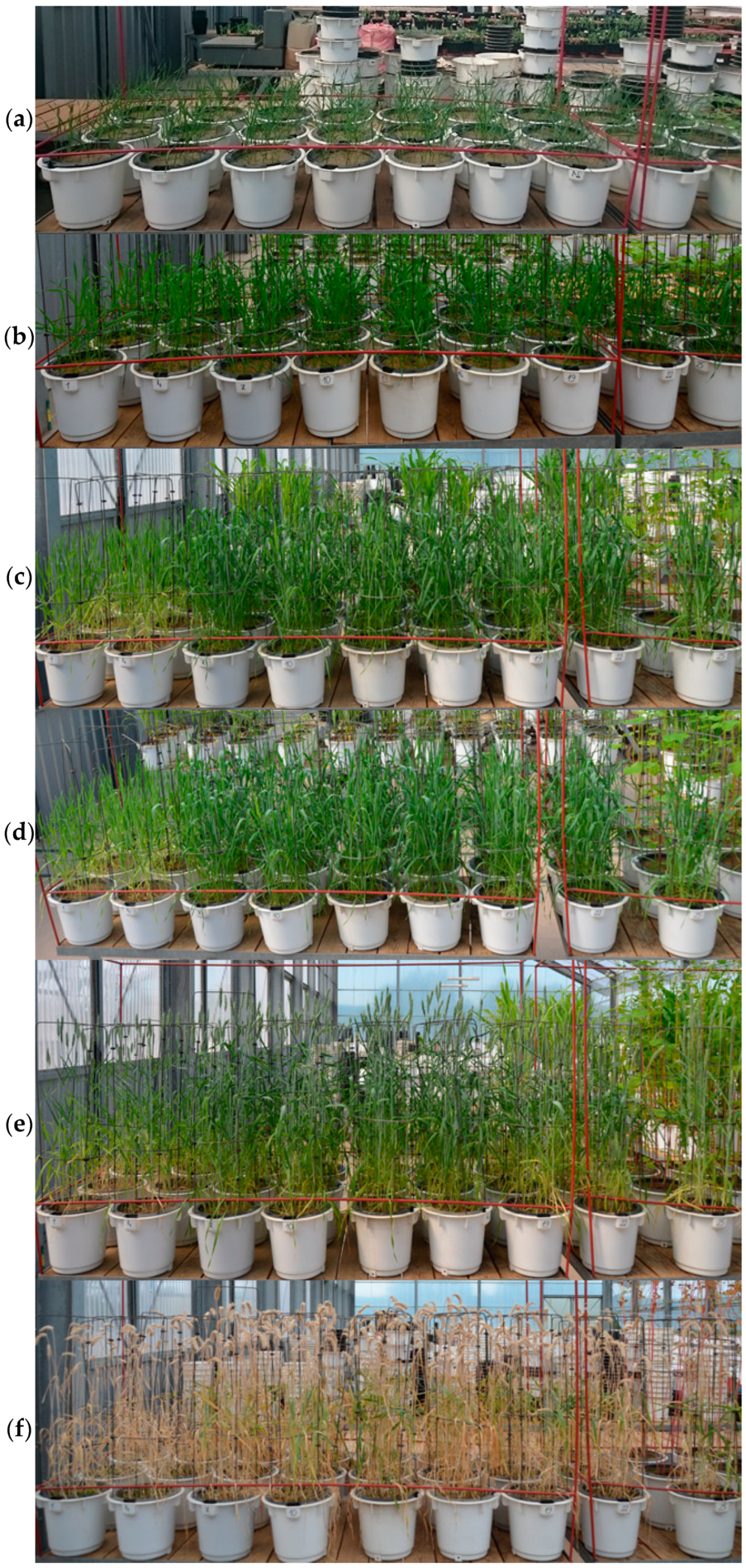 Agronomy 14 01832 g001