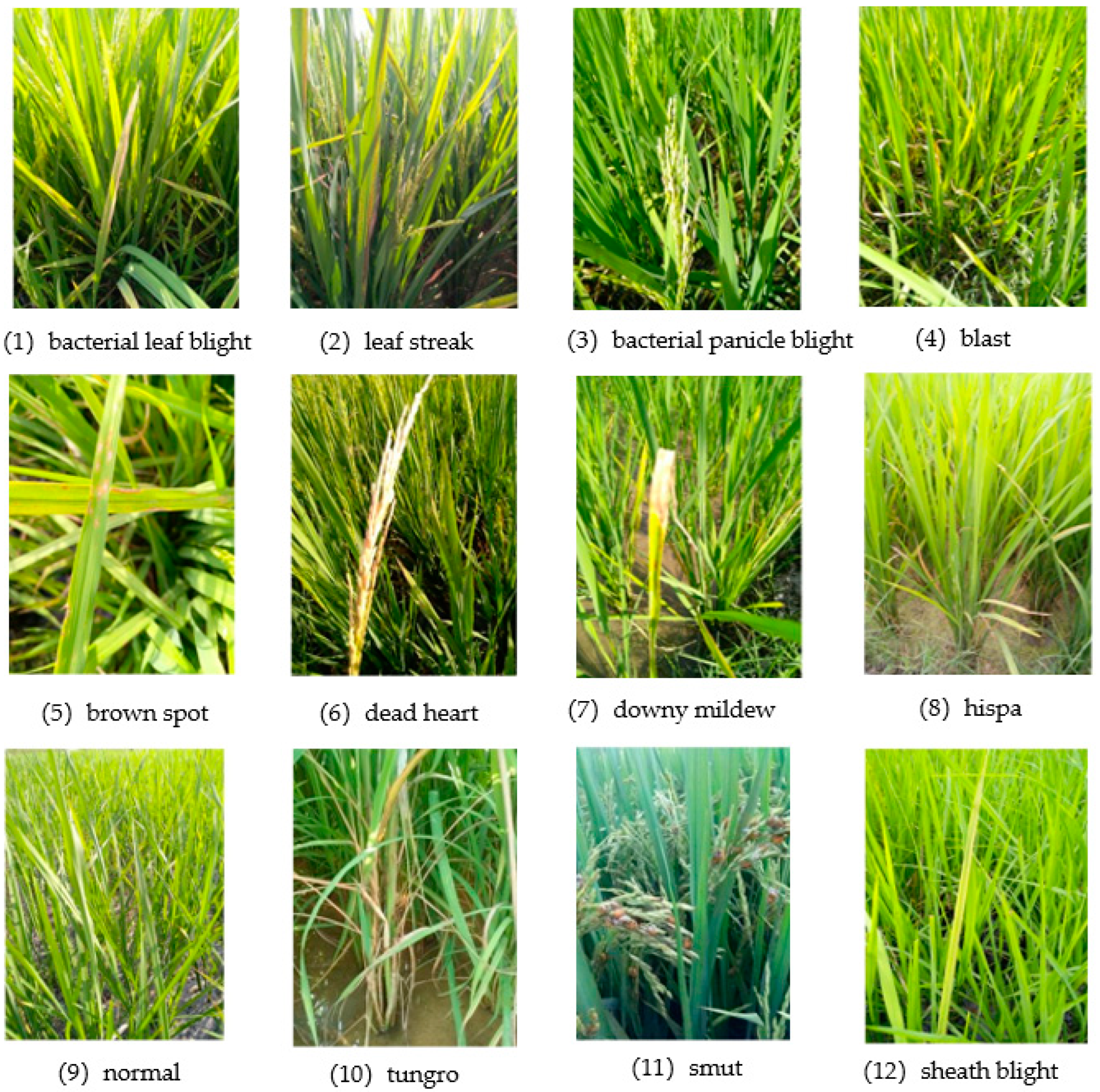 Agronomy 14 01879 g001