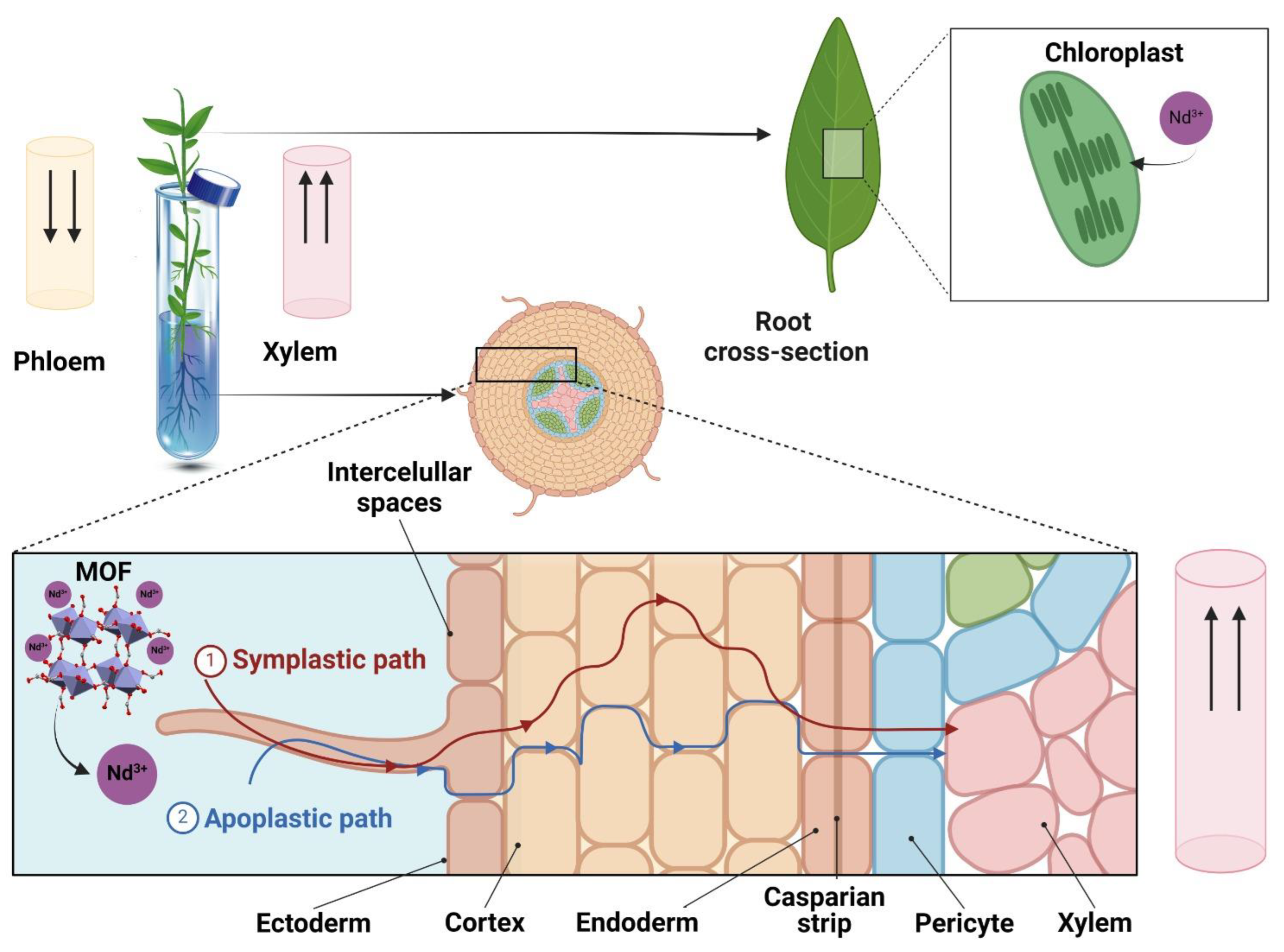 Agronomy 14 01880 g005