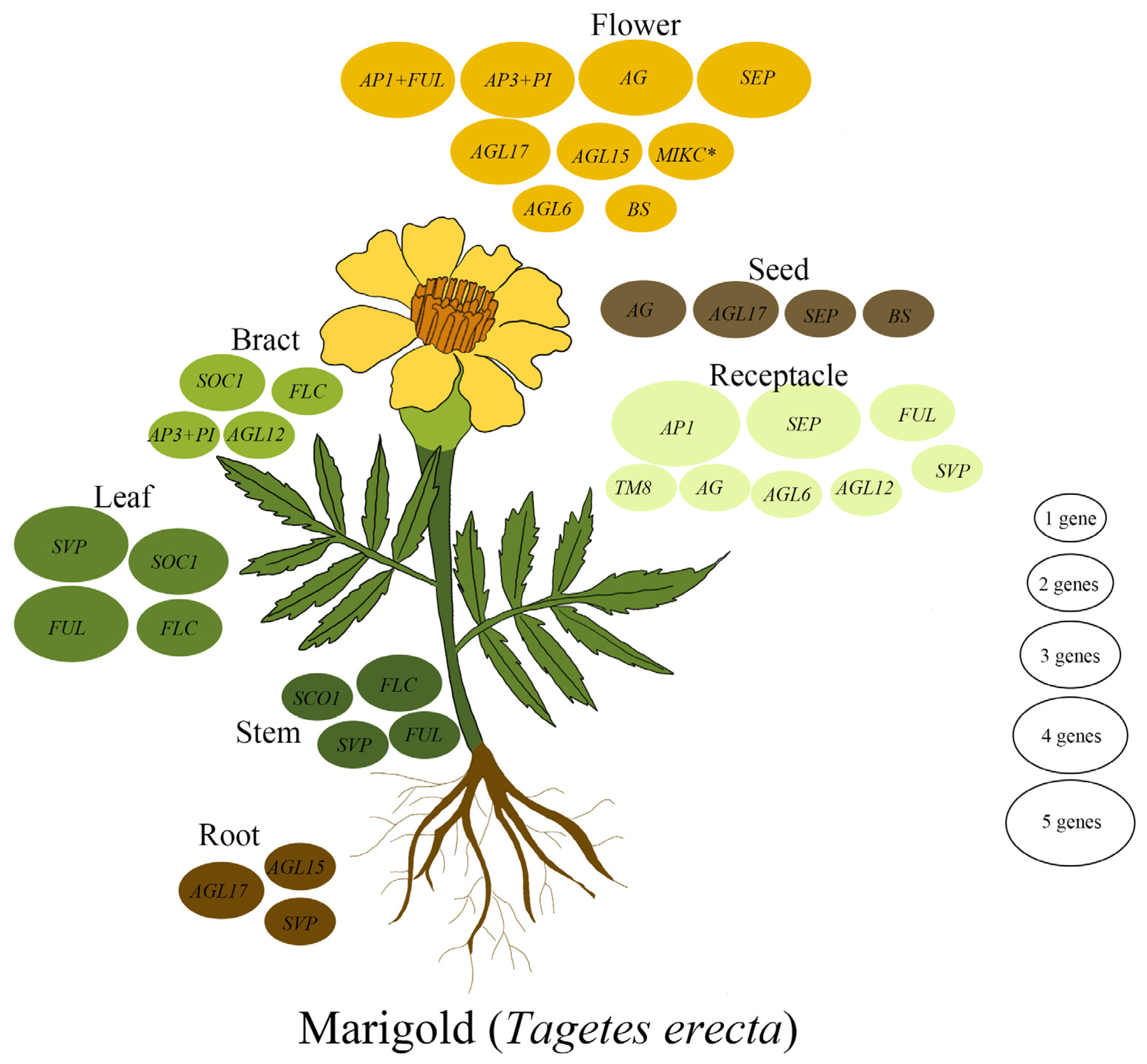 Agronomy 14 01889 g010