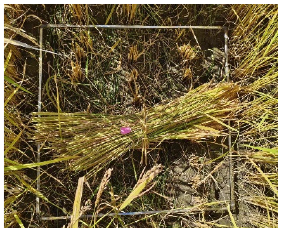 Agronomy 14 01890 g004