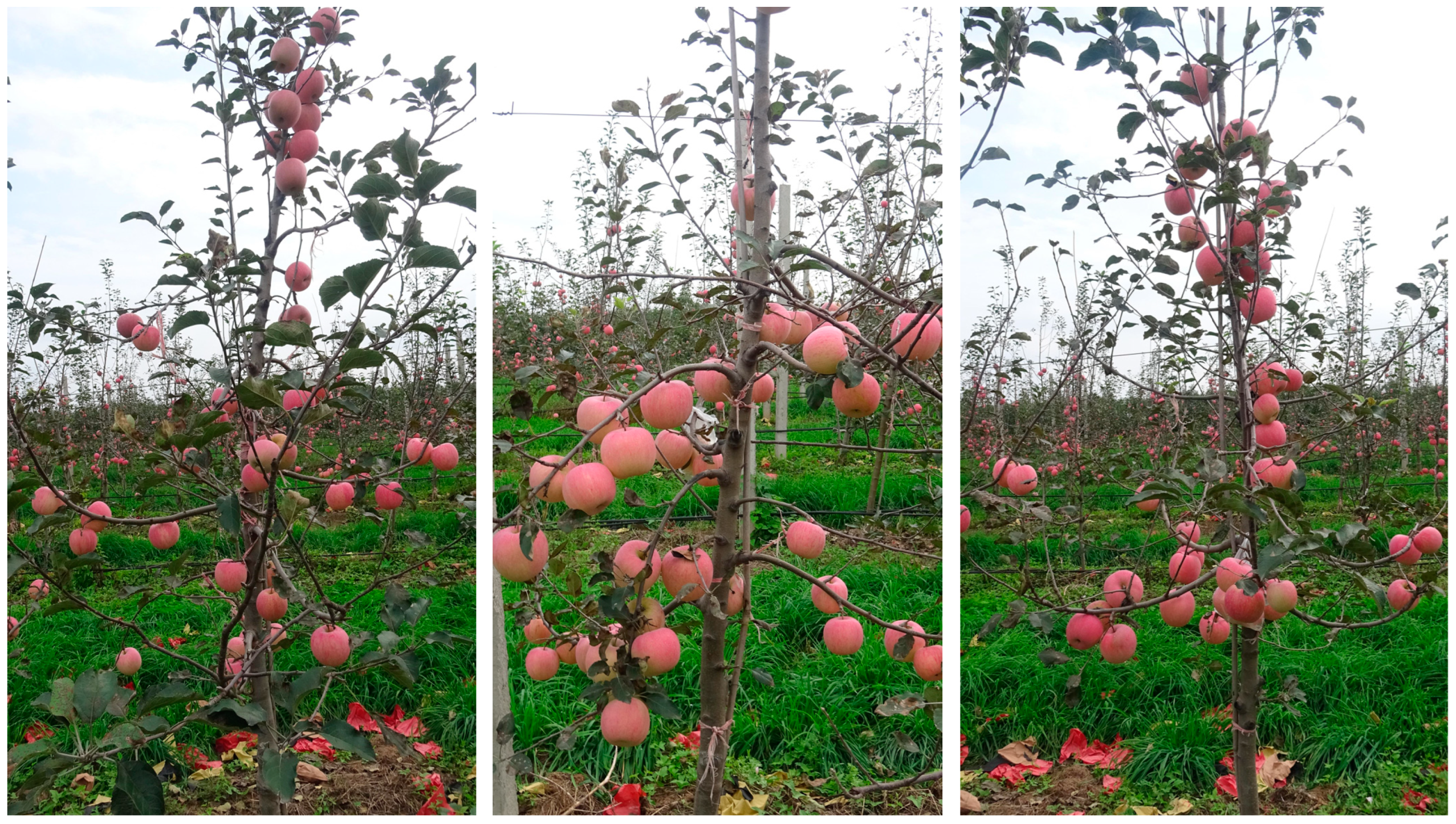 Agronomy 14 01895 g001
