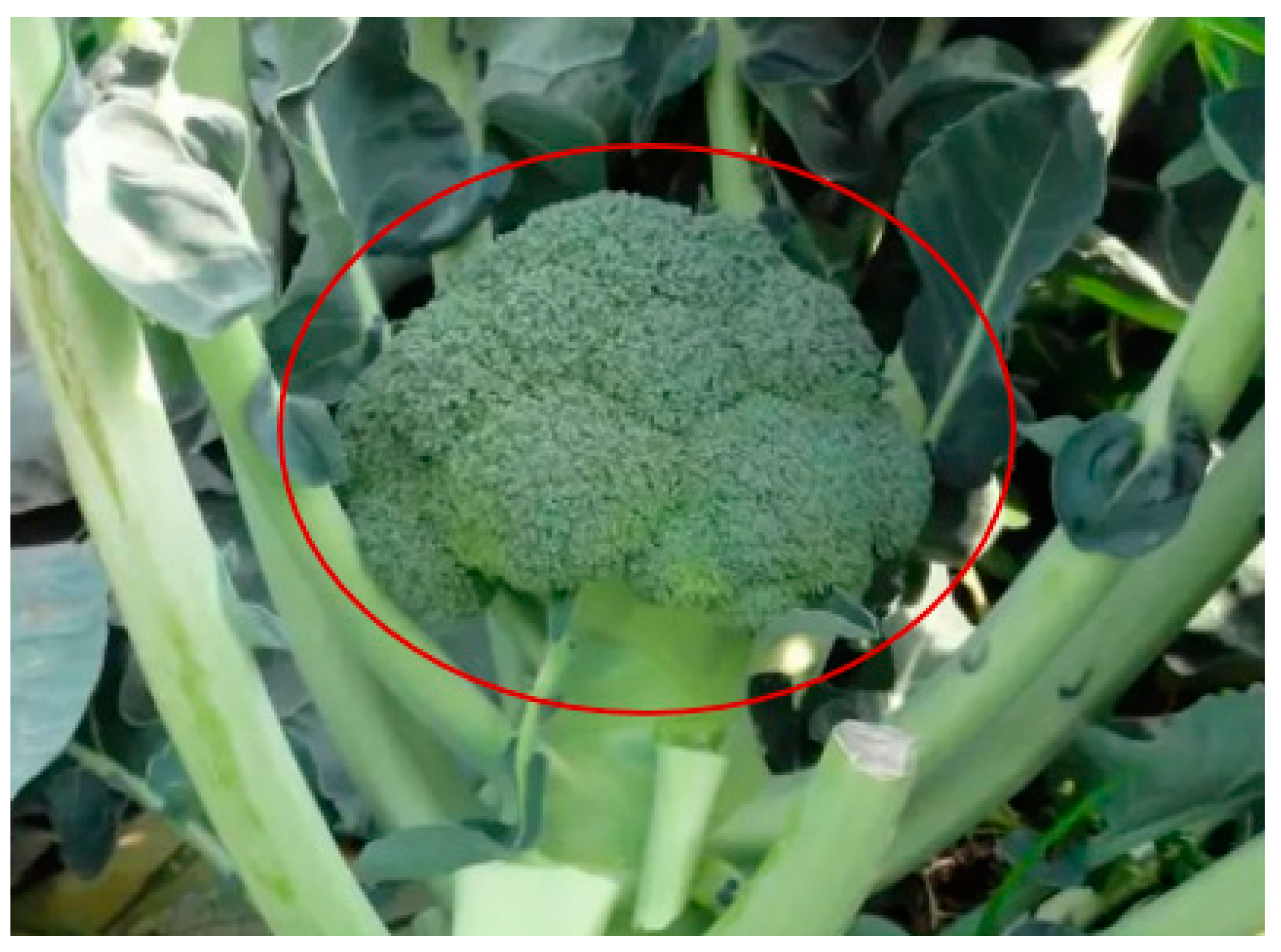 Agronomy 14 01925 g001