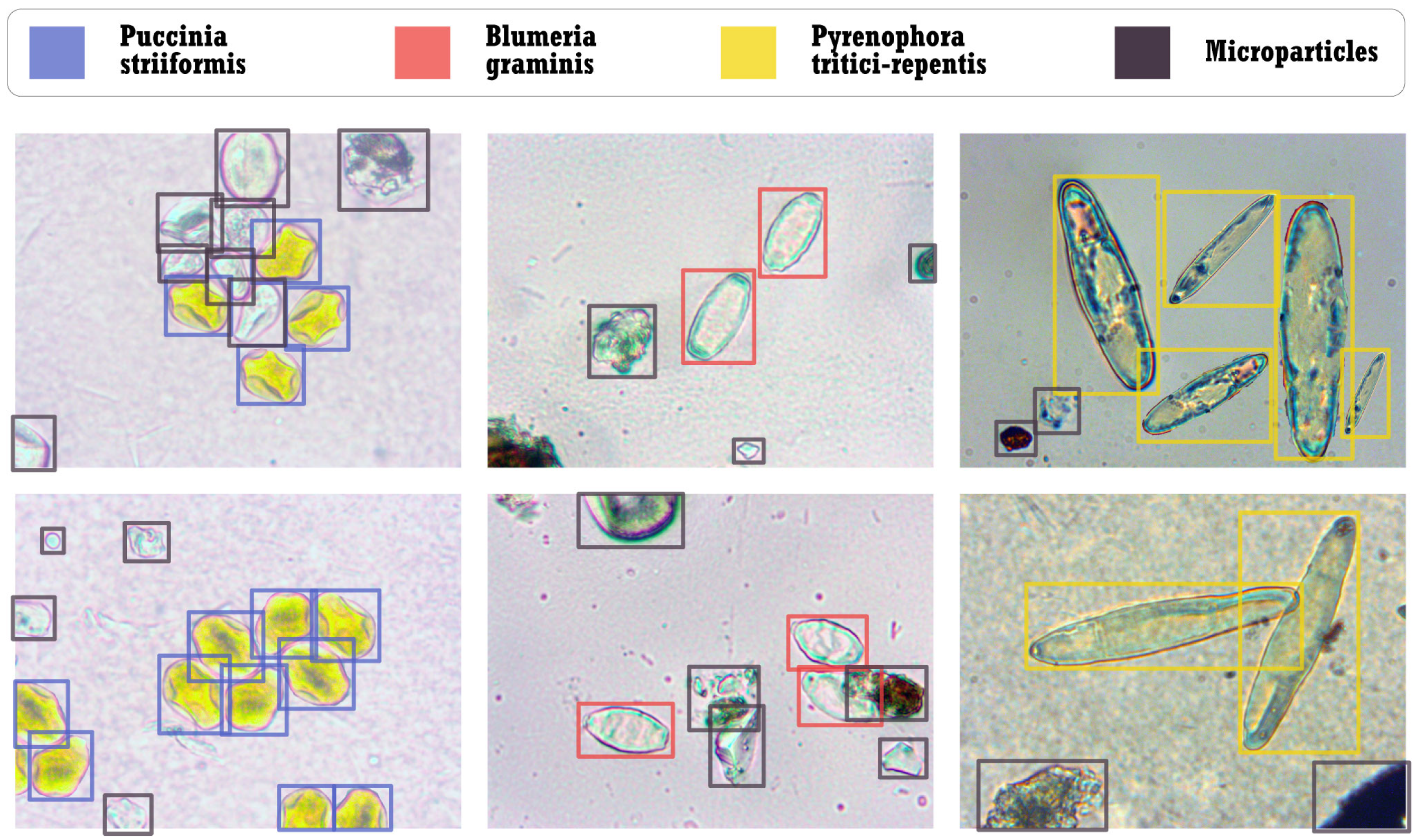 Agronomy 14 01945 g006