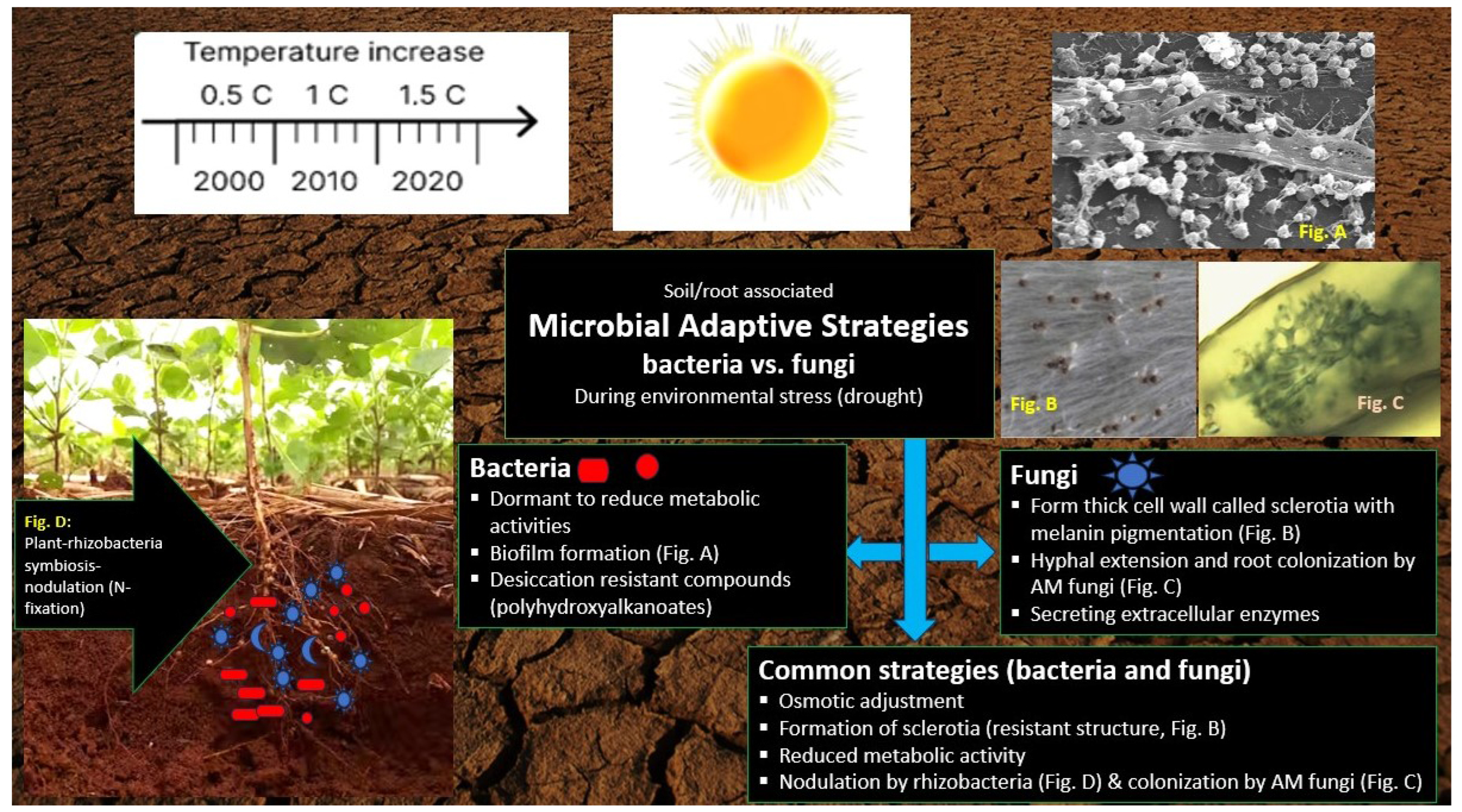 Agronomy 14 01949 g001