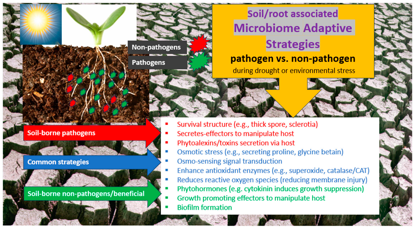 Agronomy 14 01949 g002