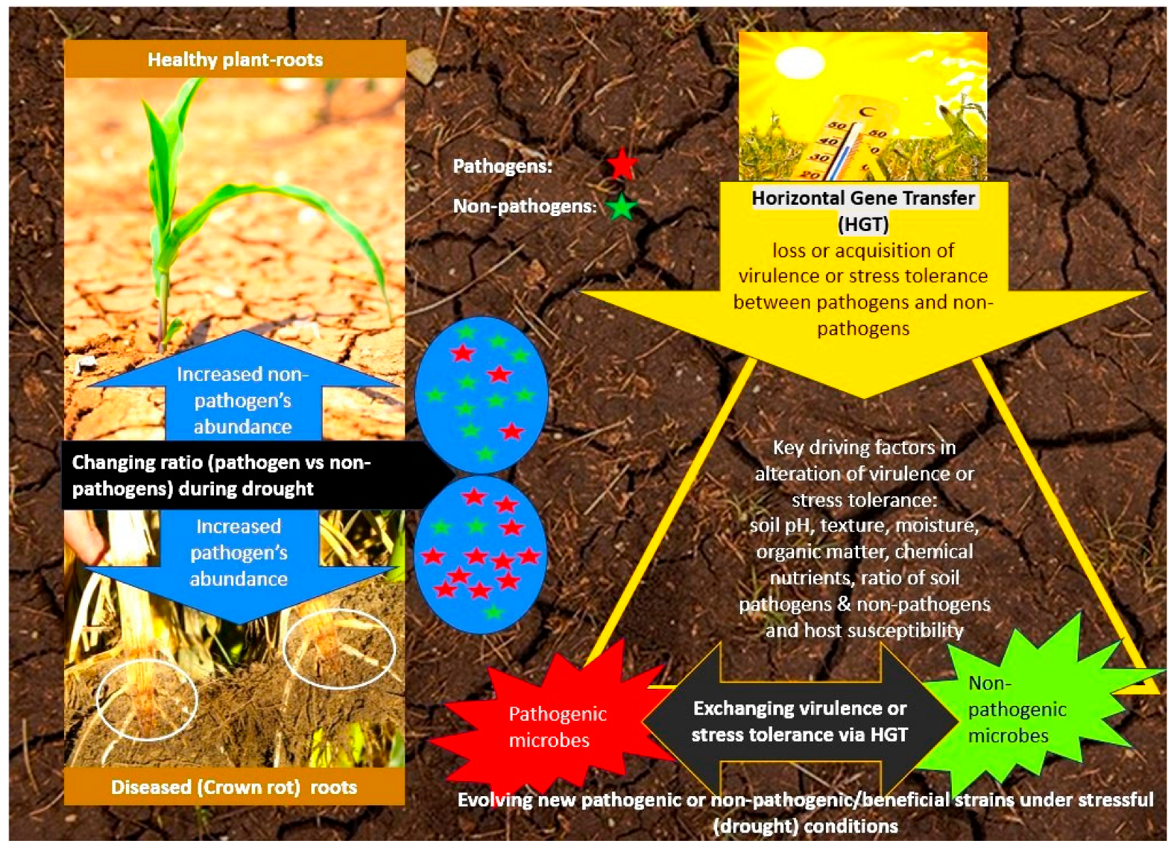 Agronomy 14 01949 g003