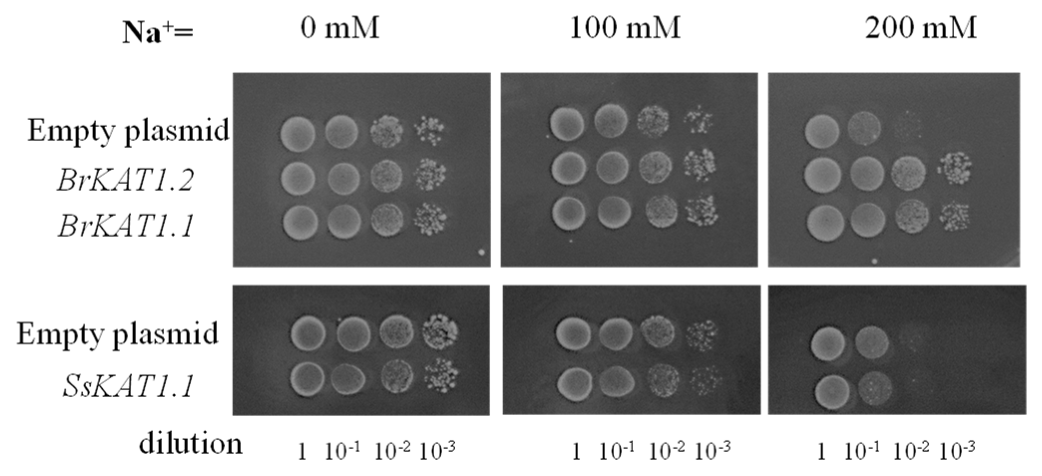 Agronomy 14 01954 g008