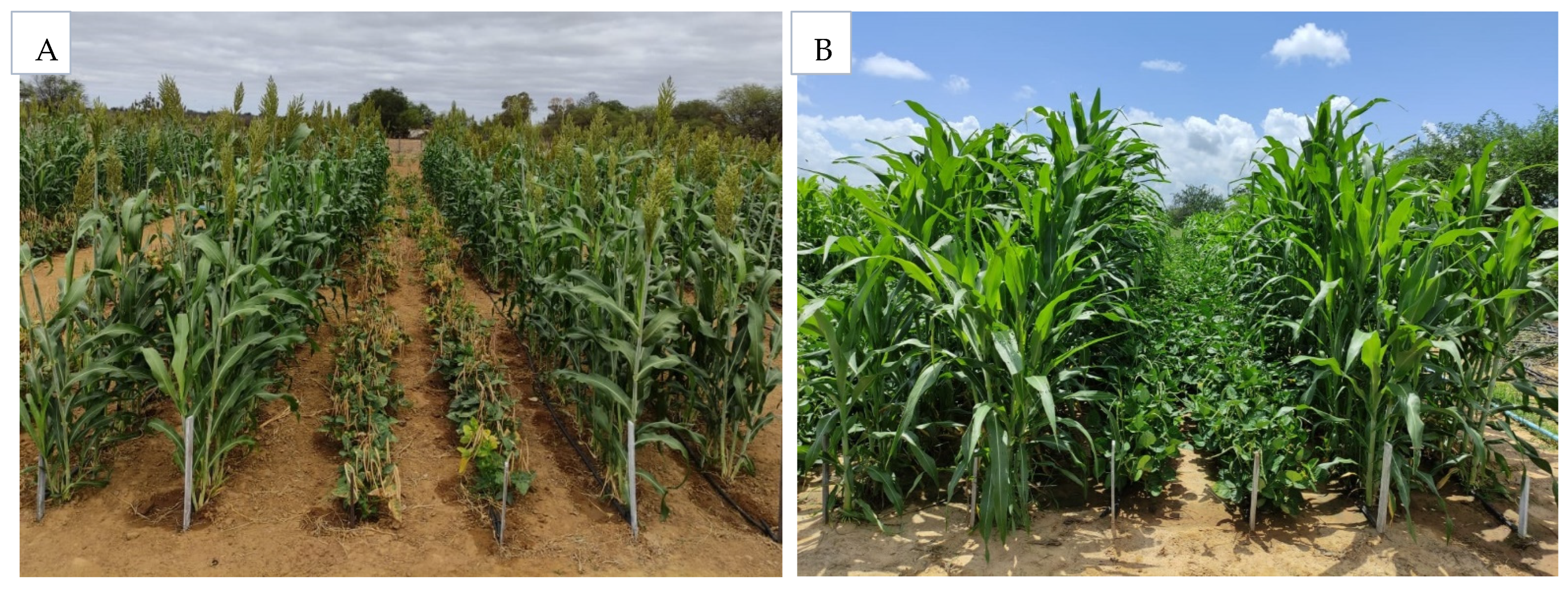 Agronomy 14 01970 g001