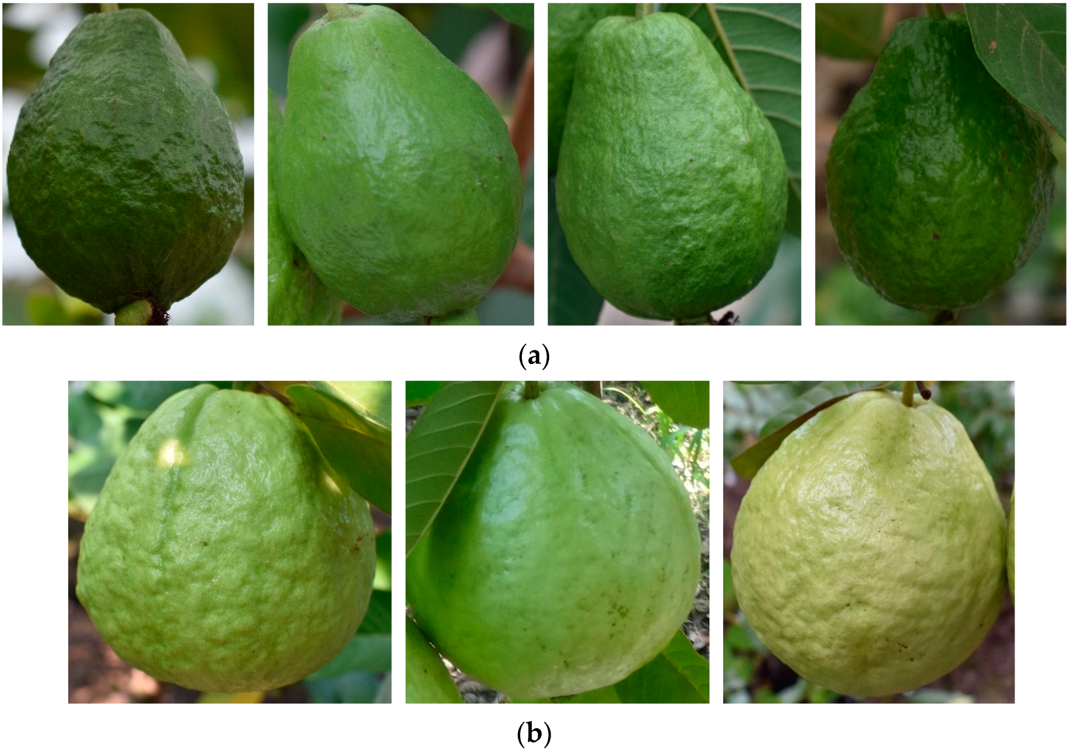 Agronomy 14 01988 g004