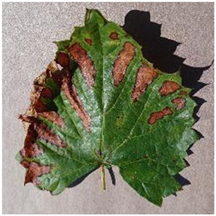 Agronomy 14 01992 i002