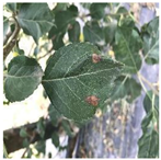 Agronomy 14 01992 i005