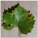 Agronomy 14 01992 i007