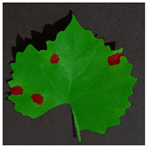 Agronomy 14 01992 i008