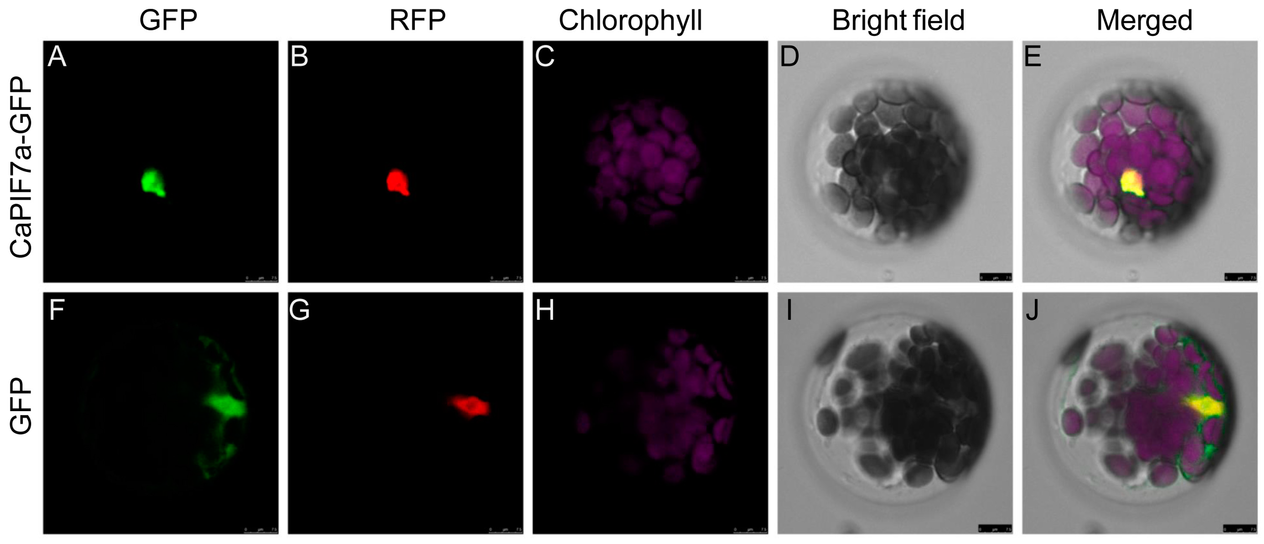 Agronomy 14 02035 g005