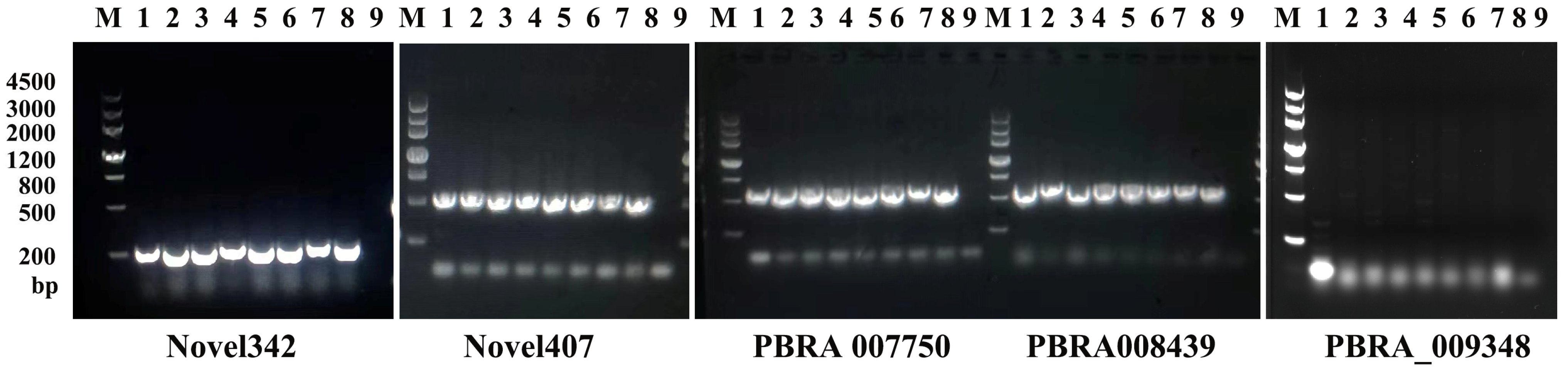 Agronomy 14 02042 g001