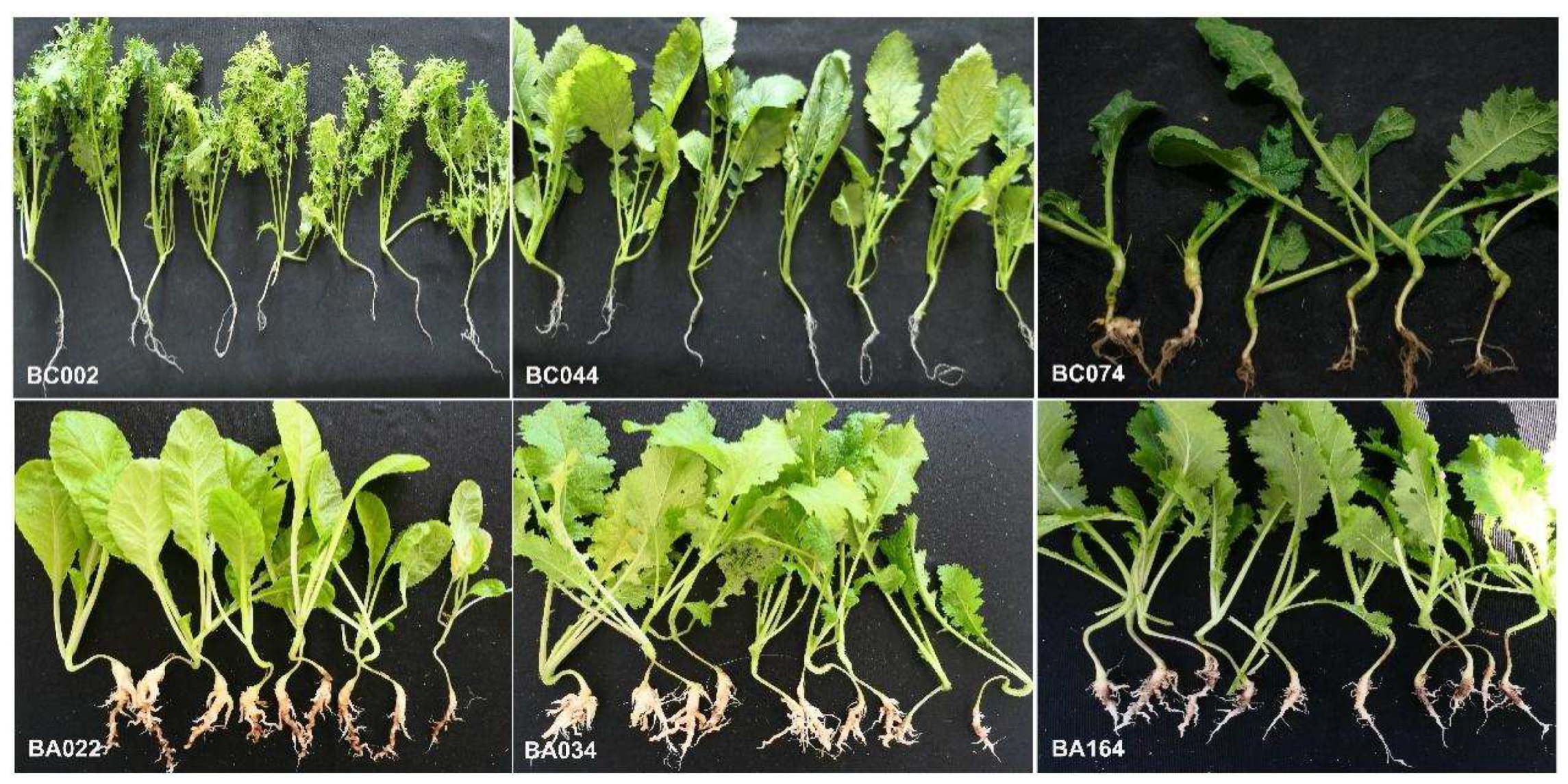Agronomy 14 02042 g003