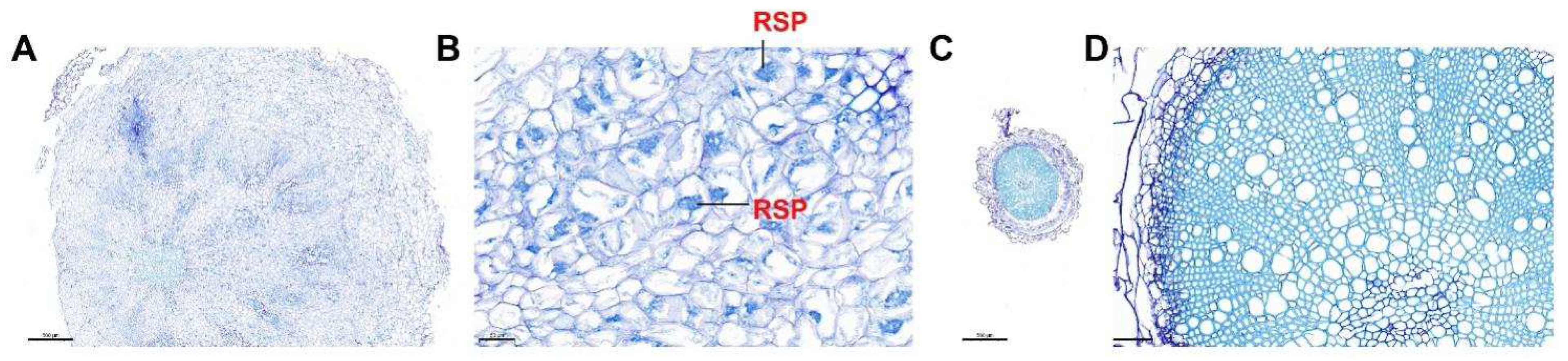 Agronomy 14 02042 g004