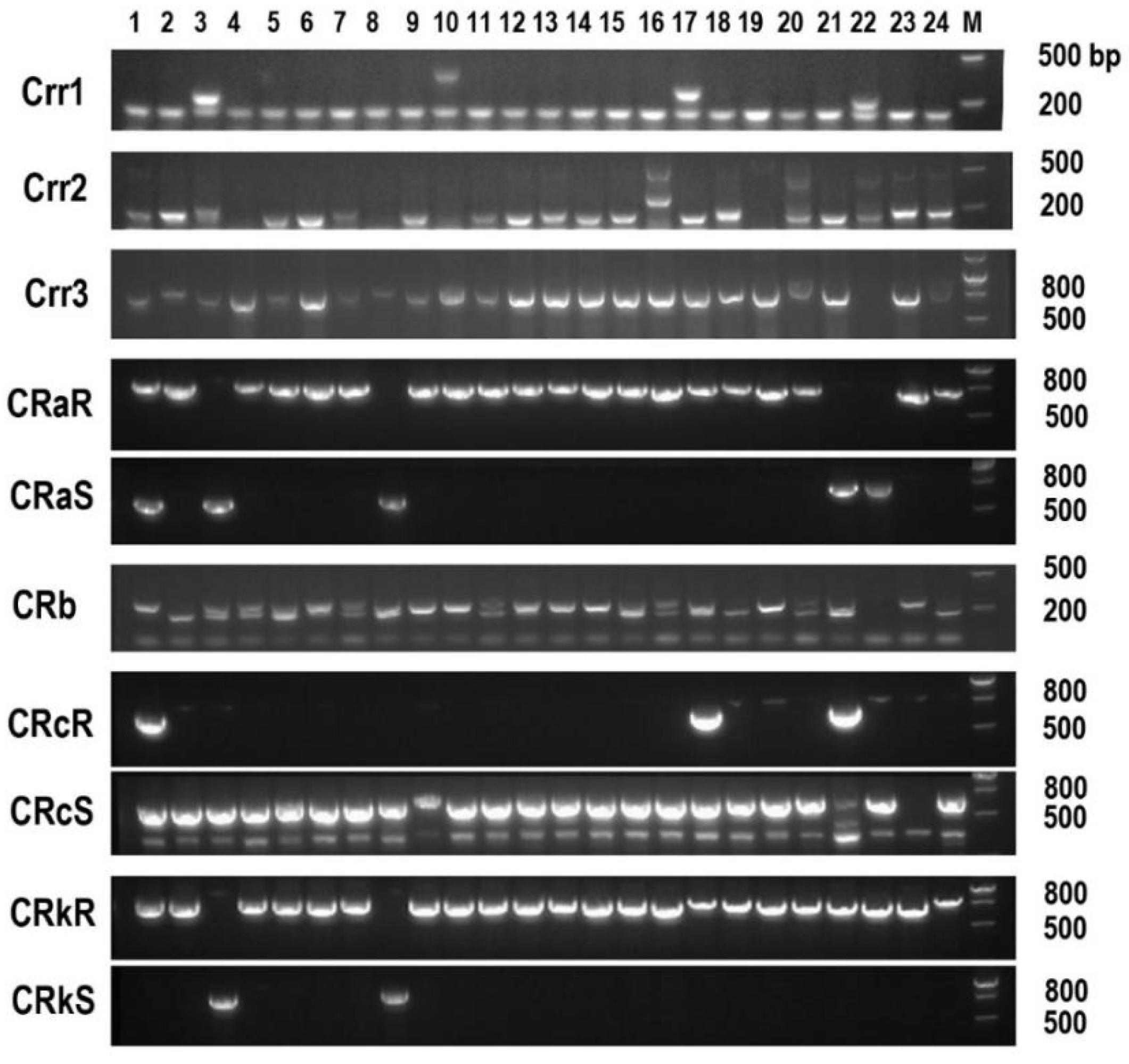 Agronomy 14 02042 g007