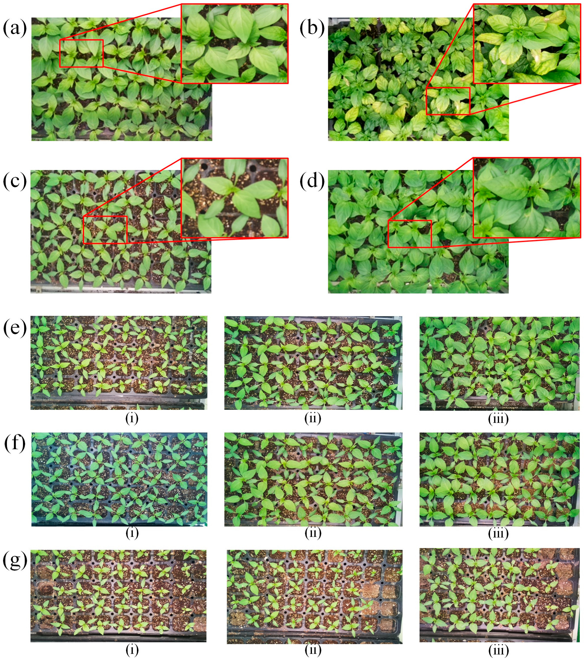 Agronomy 14 02043 g017