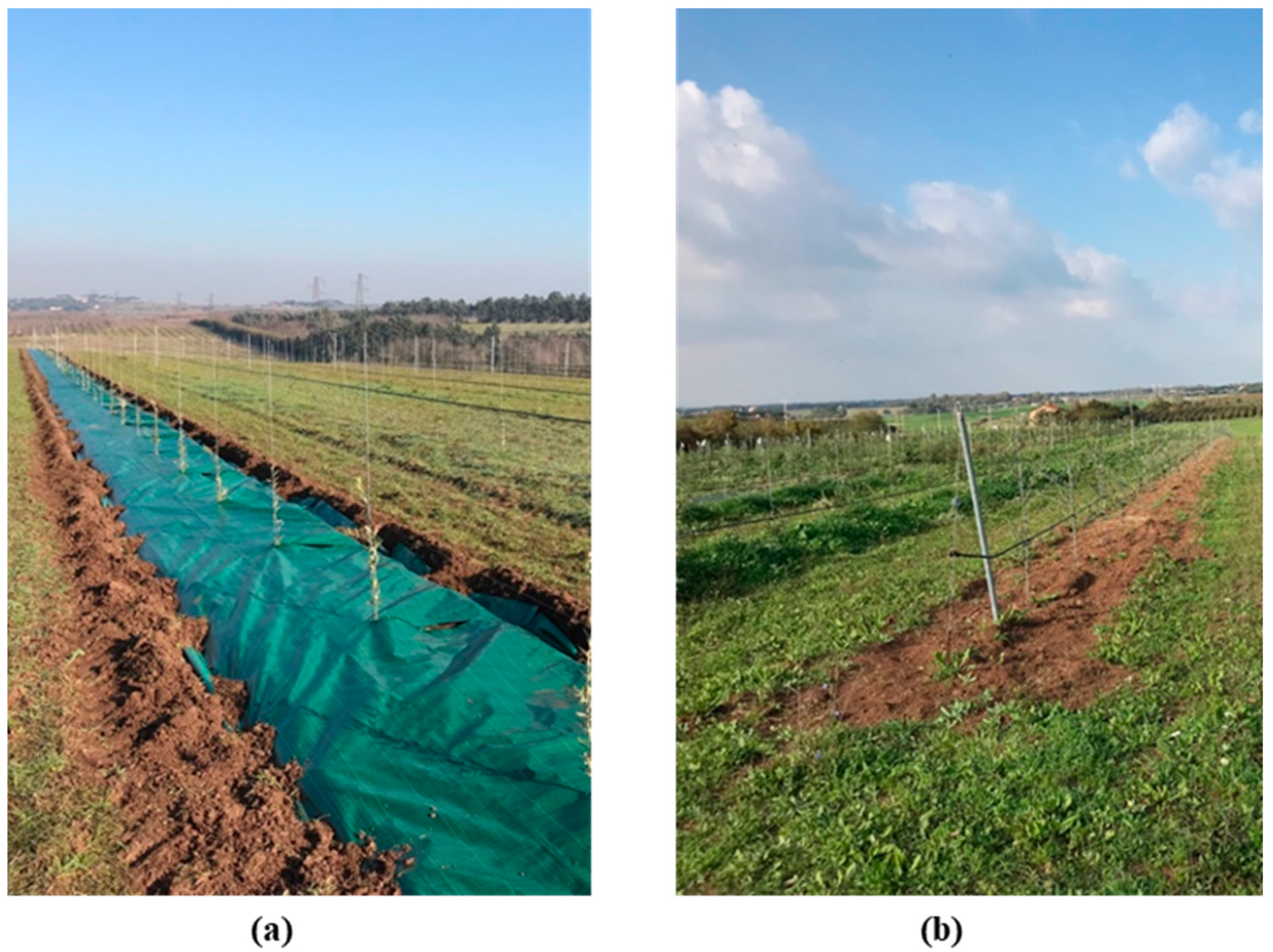 Agronomy 14 02051 g002 Agronomy 14 02051 g002