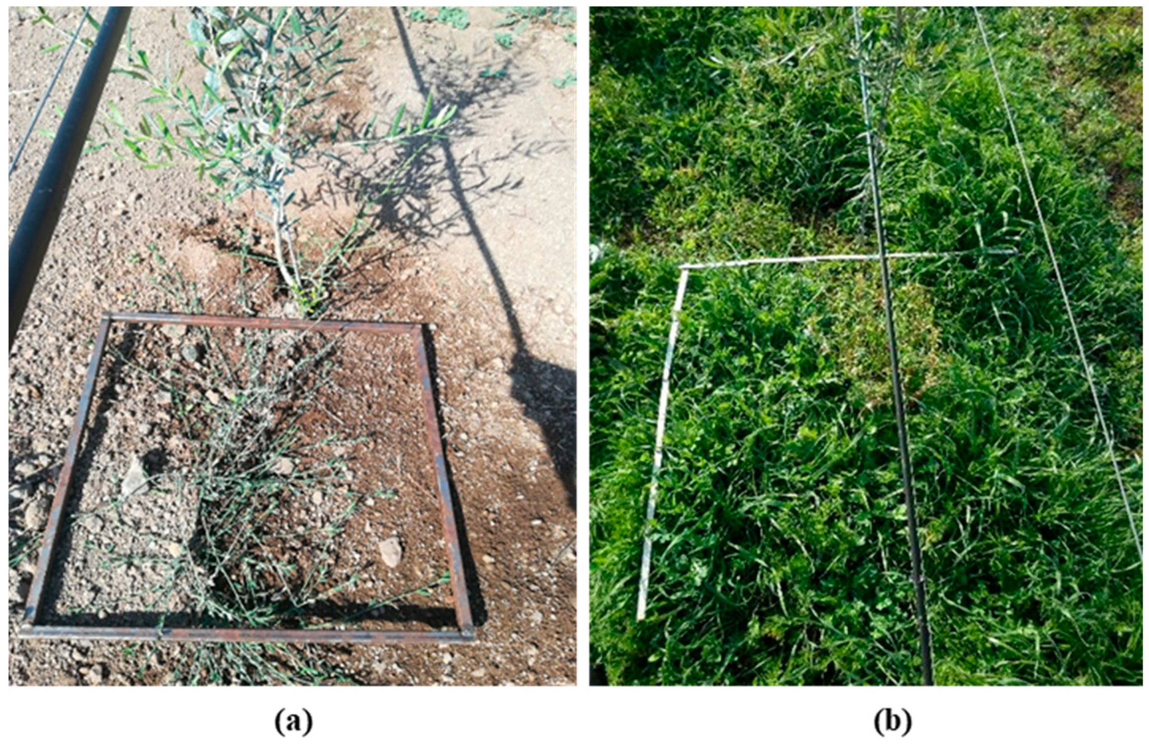 Agronomy 14 02051 g003 Agronomy 14 02051 g003