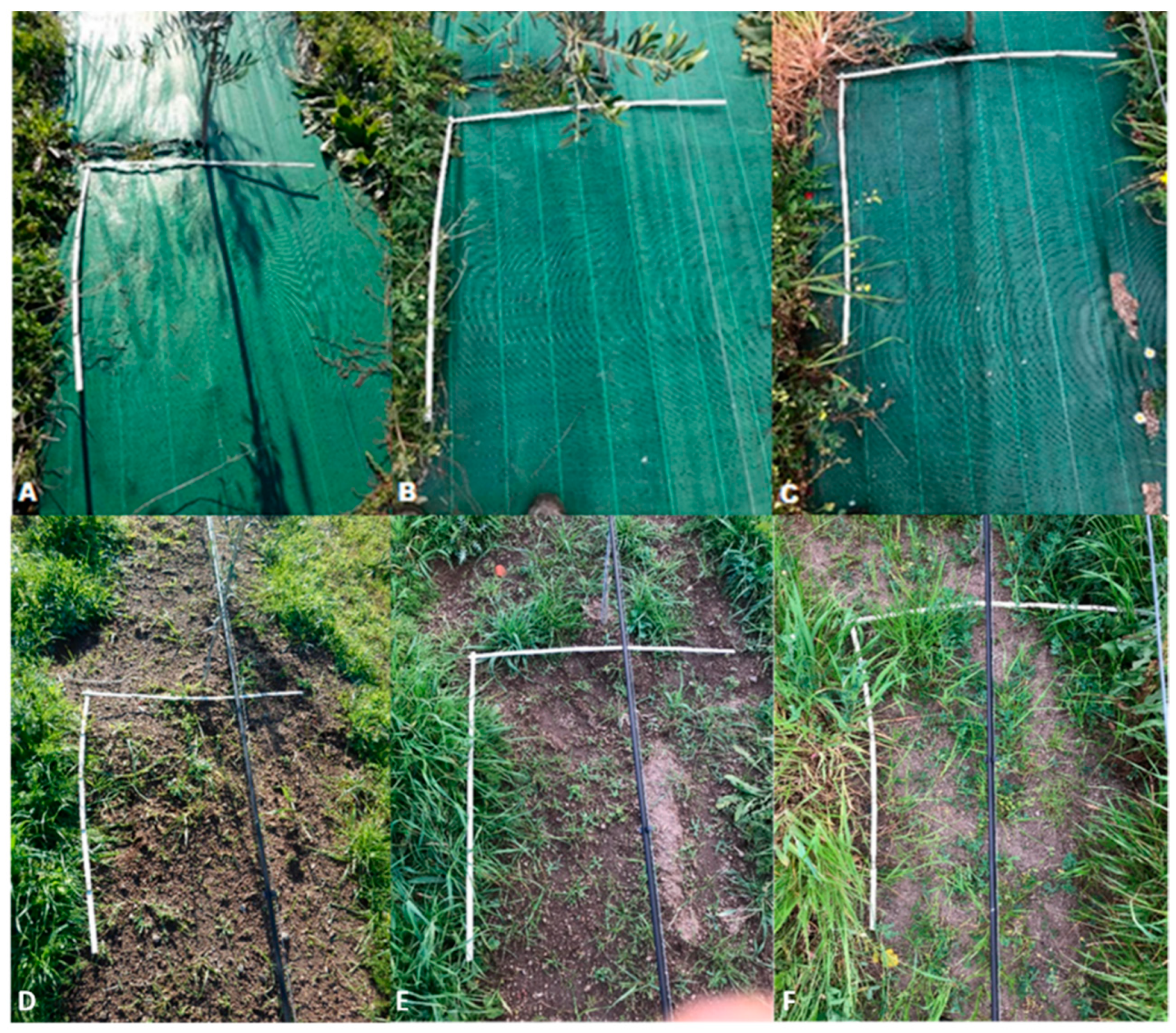 Agronomy 14 02051 g004 Agronomy 14 02051 g004