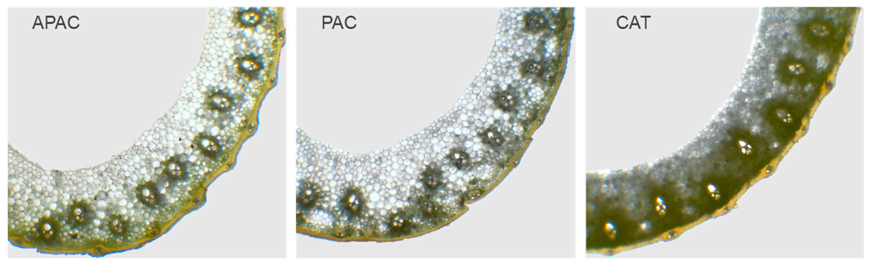 Agronomy 14 02085 g007