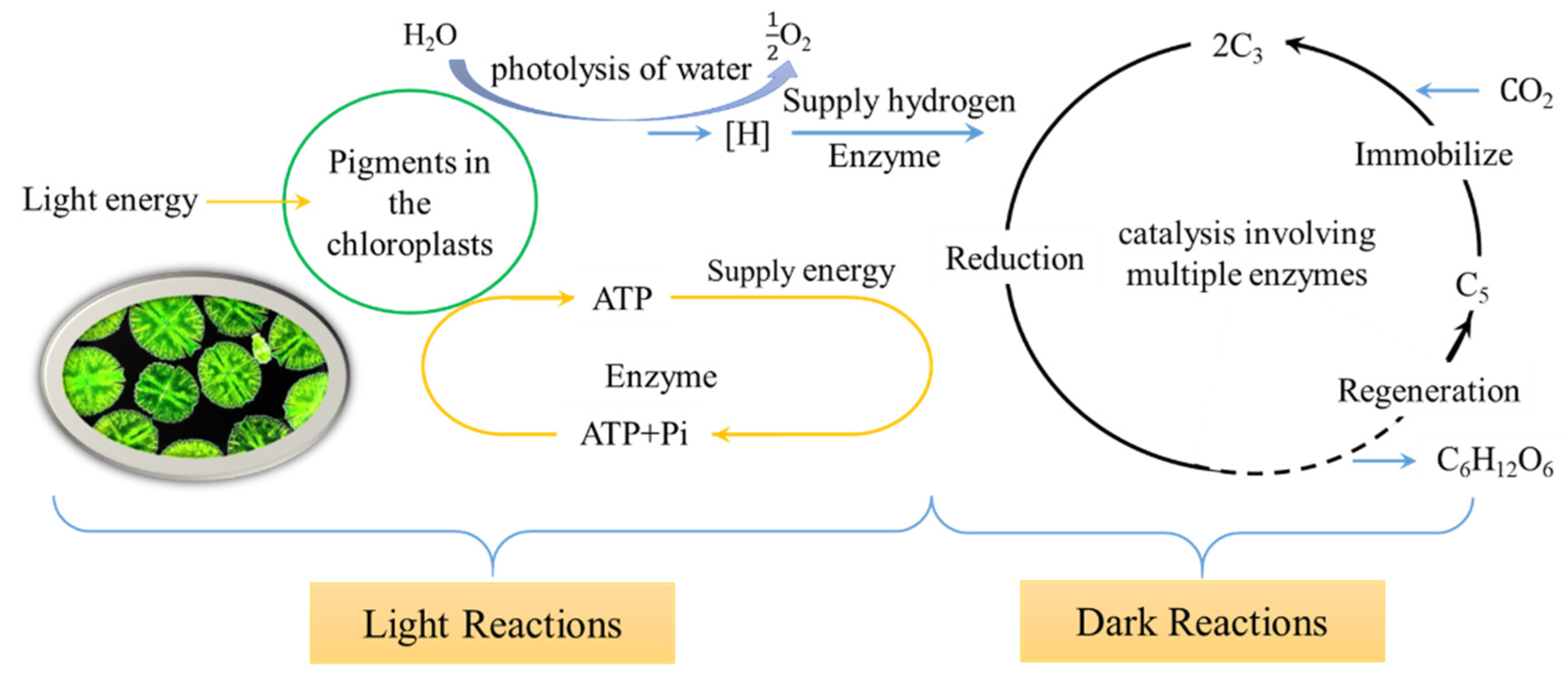Agronomy 14 02102 g009