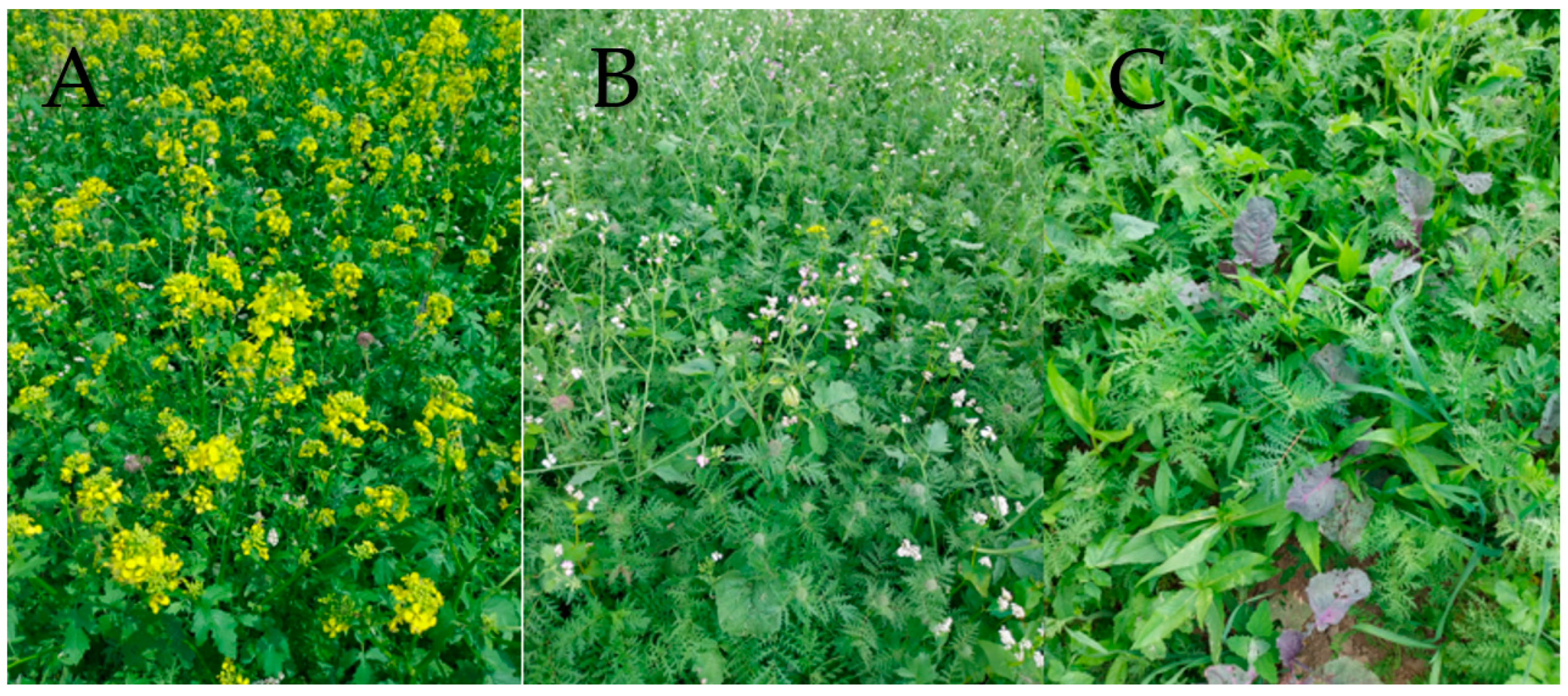 Agronomy 14 02104 g002 Agronomy 14 02104 g002