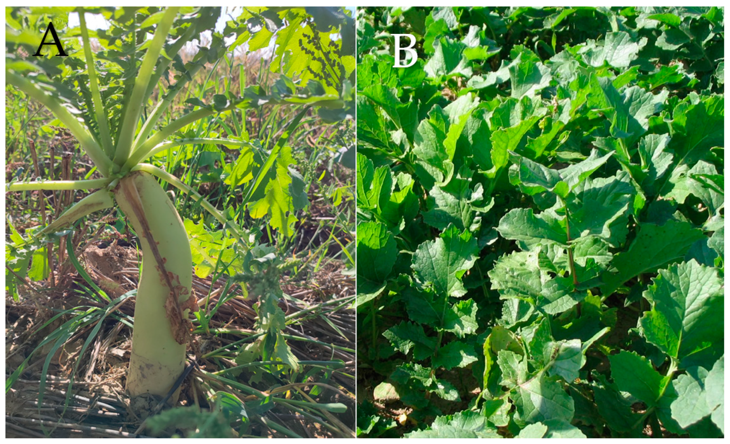 Agronomy 14 02104 g003 Agronomy 14 02104 g003