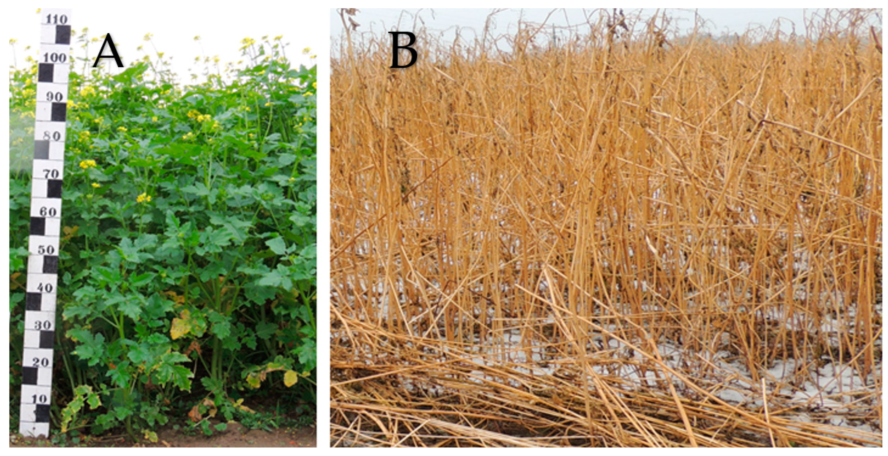 Agronomy 14 02104 g005 Agronomy 14 02104 g005