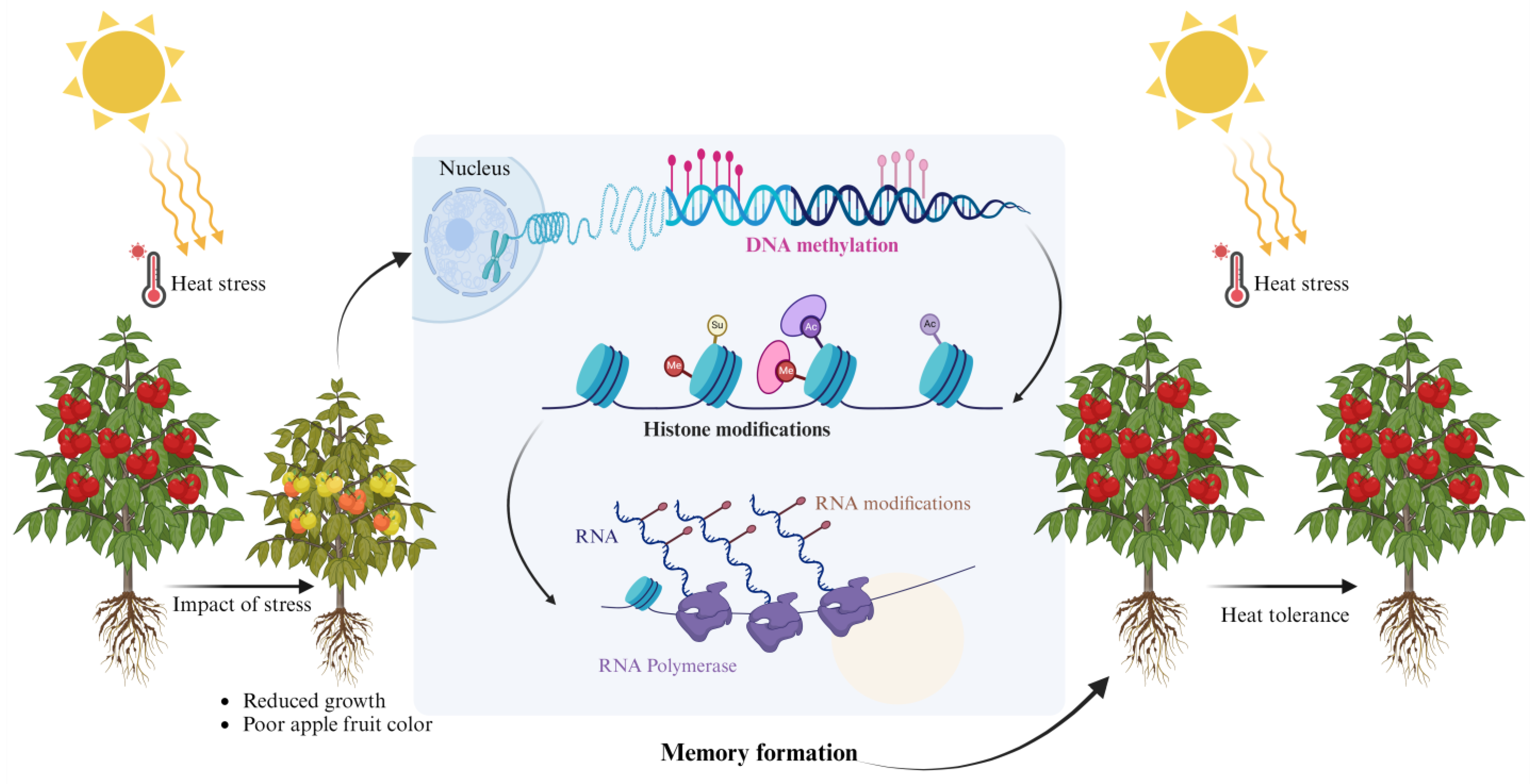 Agronomy 14 02105 g002
